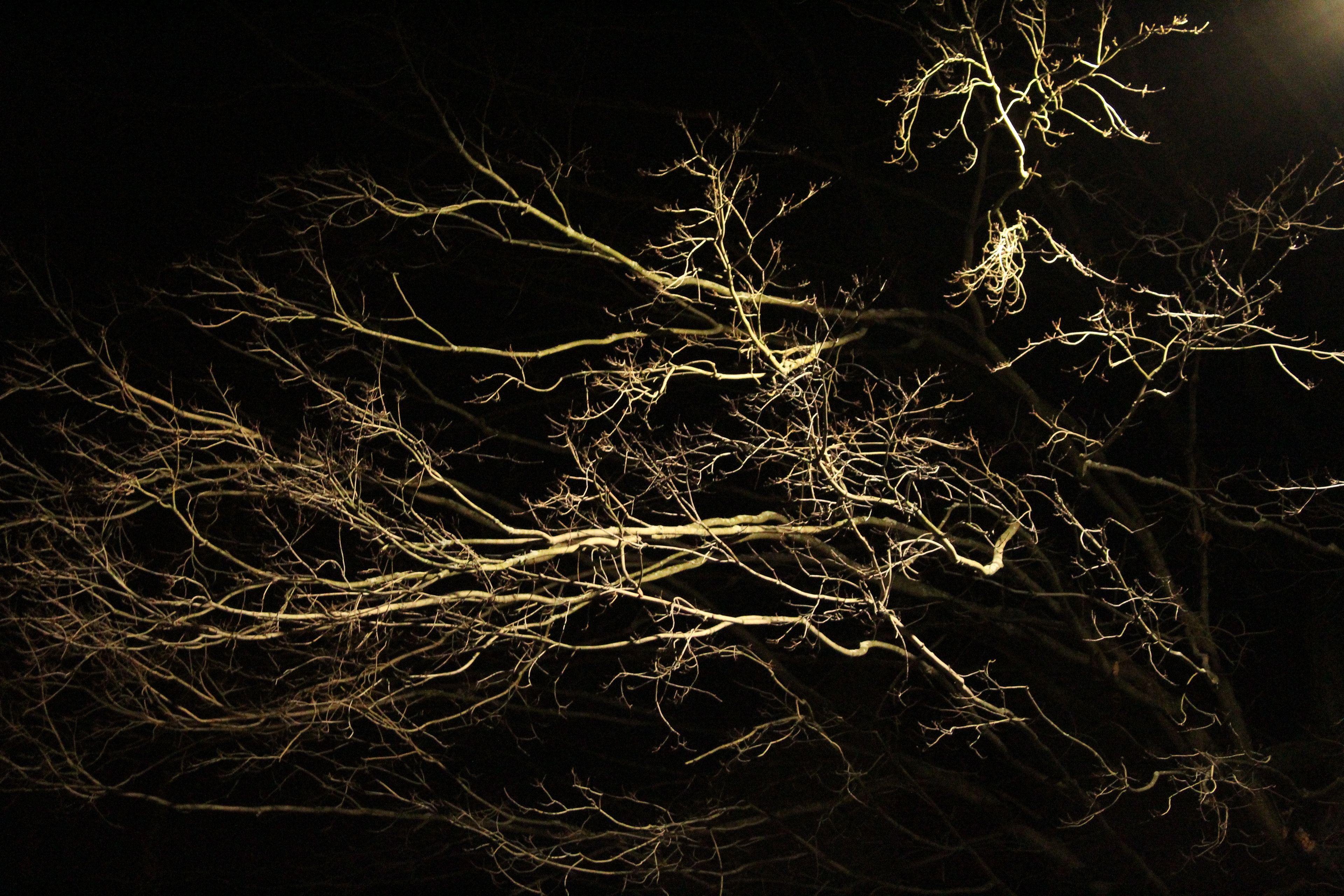Abstract tree photo