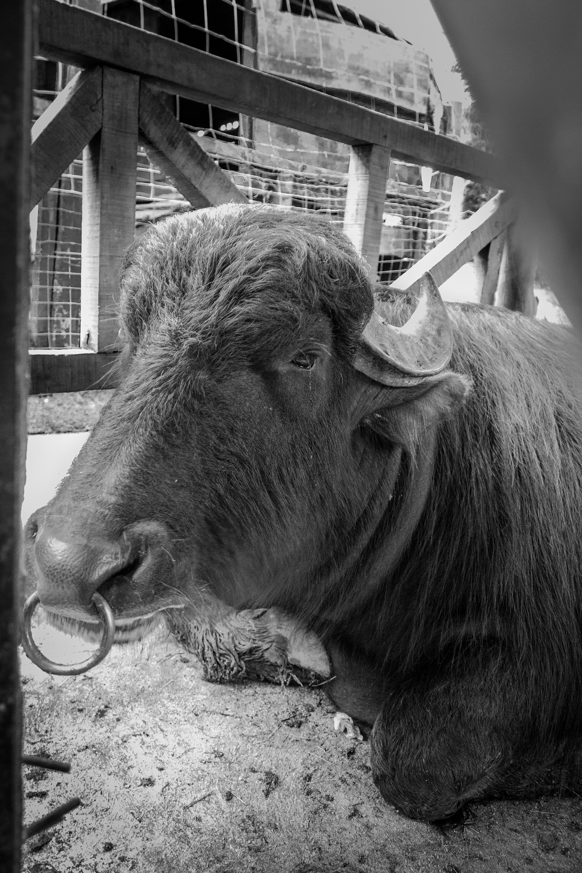 Costa Rica (Buffalo)