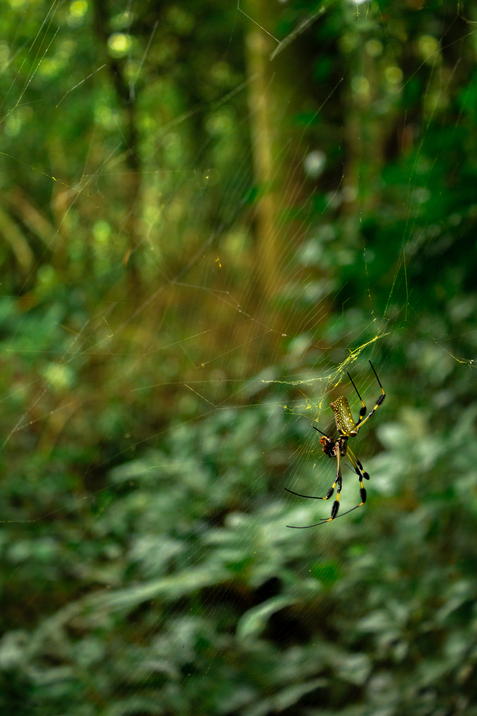 Costa Rica (Banana Spider)