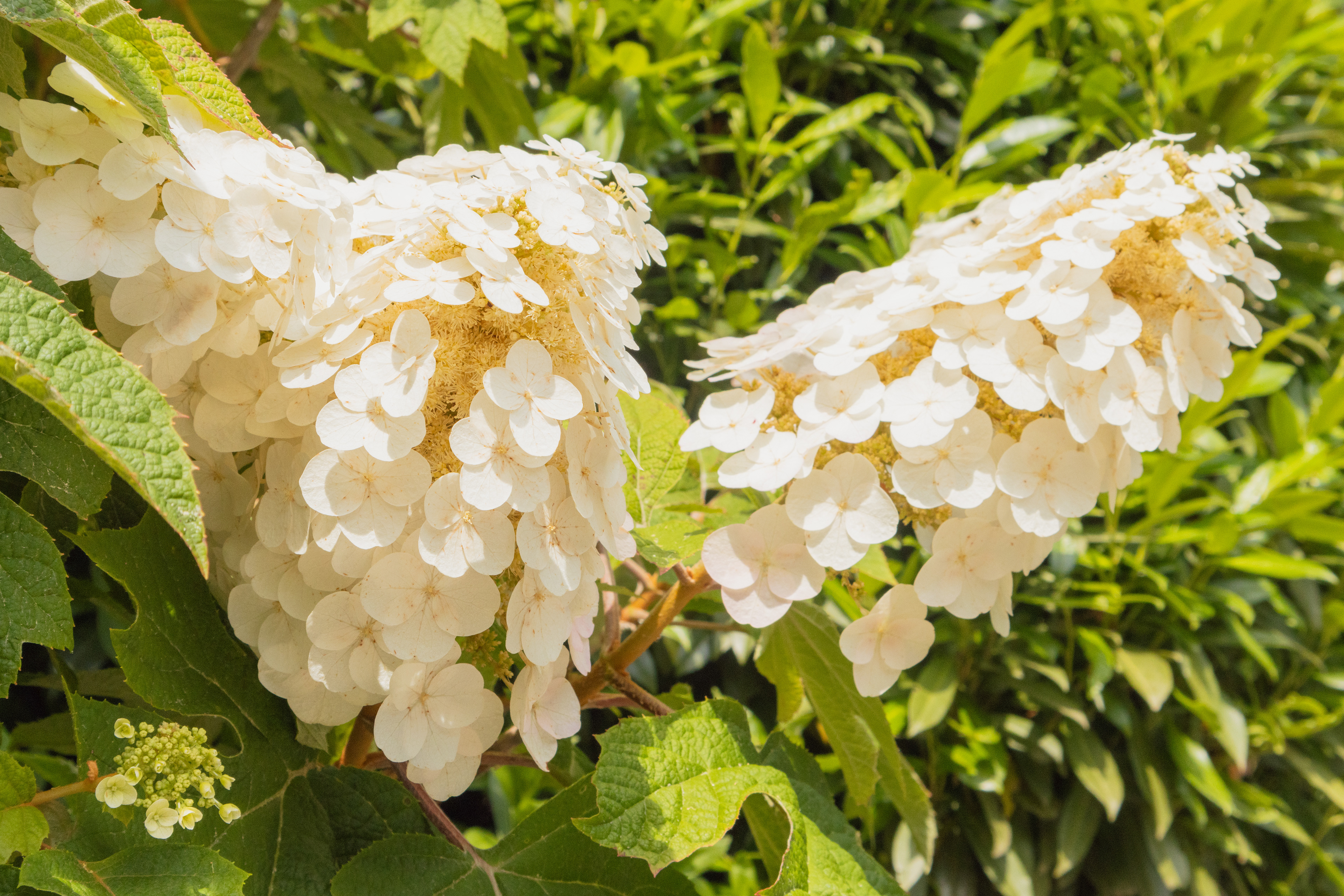 Brevard, North Carolina (Oak Leaf Hydrangea Alice)