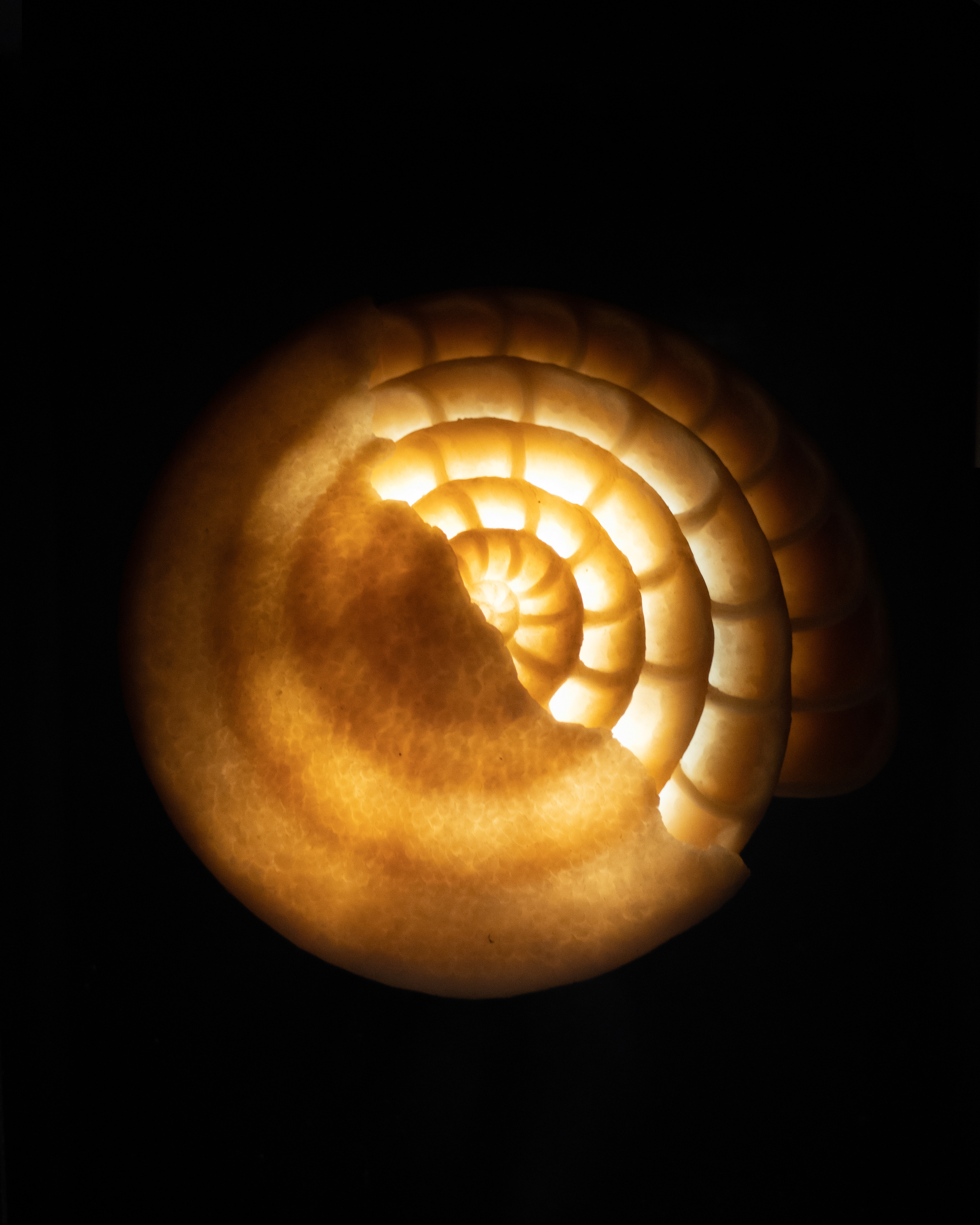 Florida Museum of National History (Pearly Nautilus Shell)