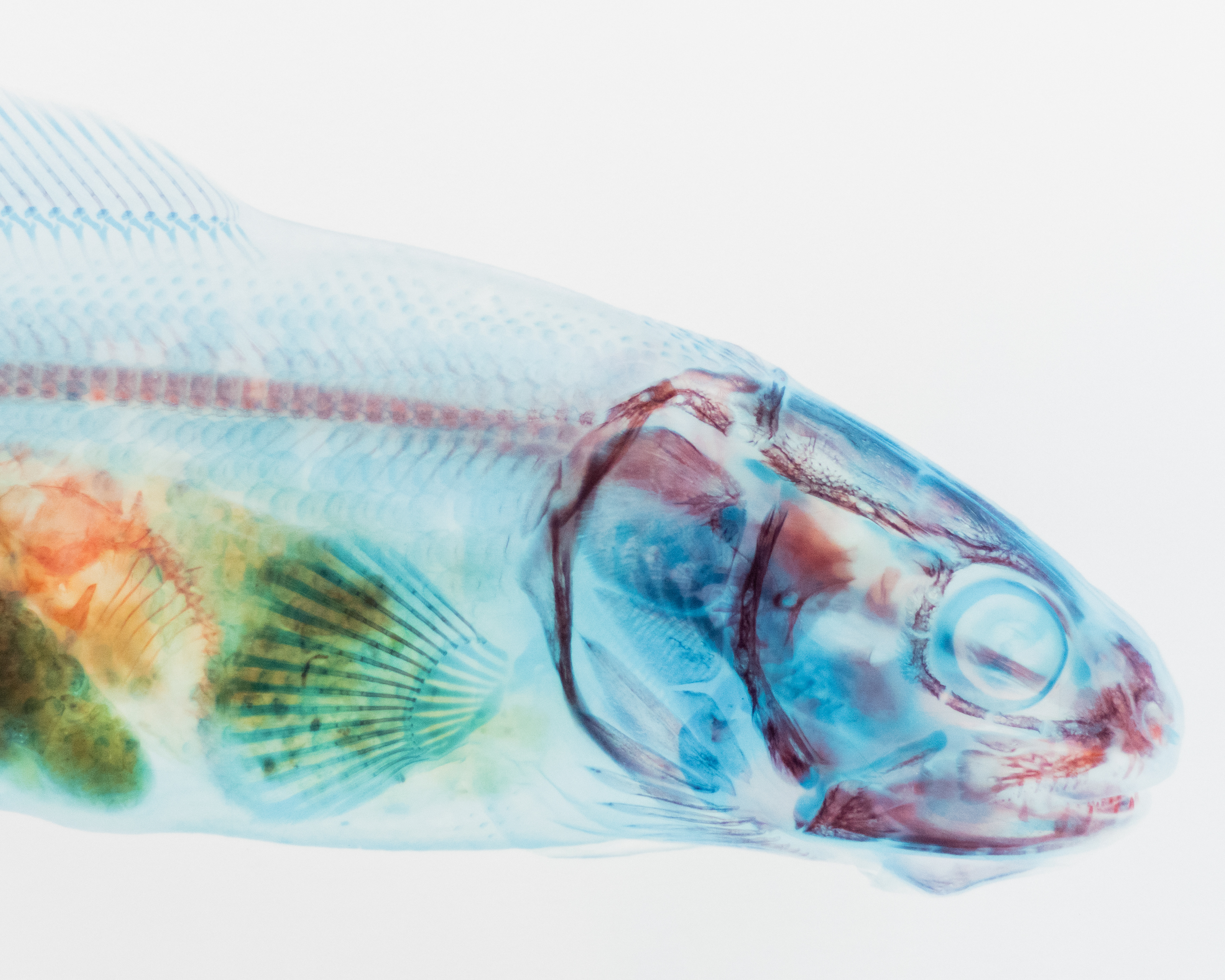 Florida Museum of National History (Fish X-Ray)