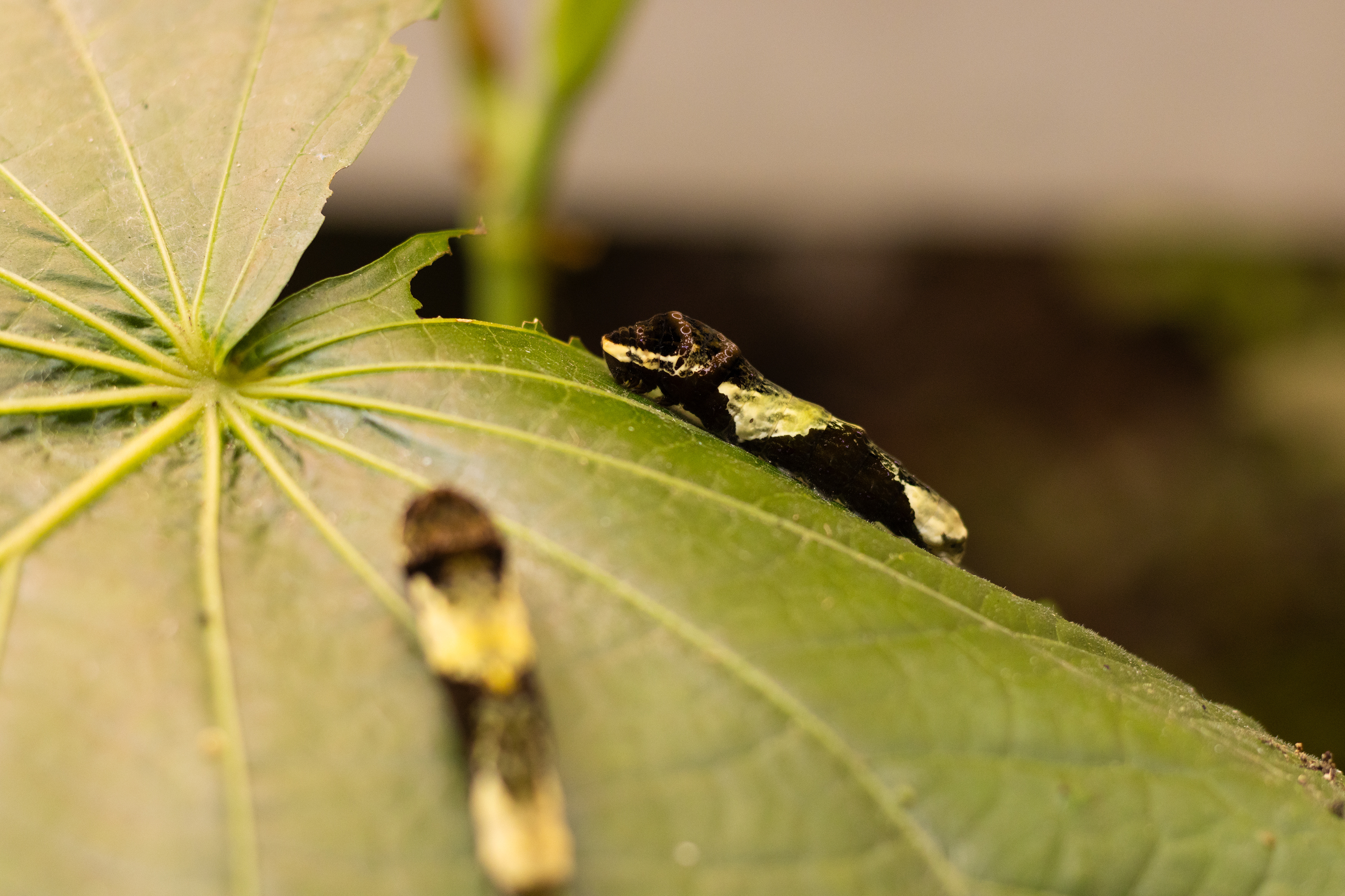 National Museum of Costa Rica (Caterpillar)