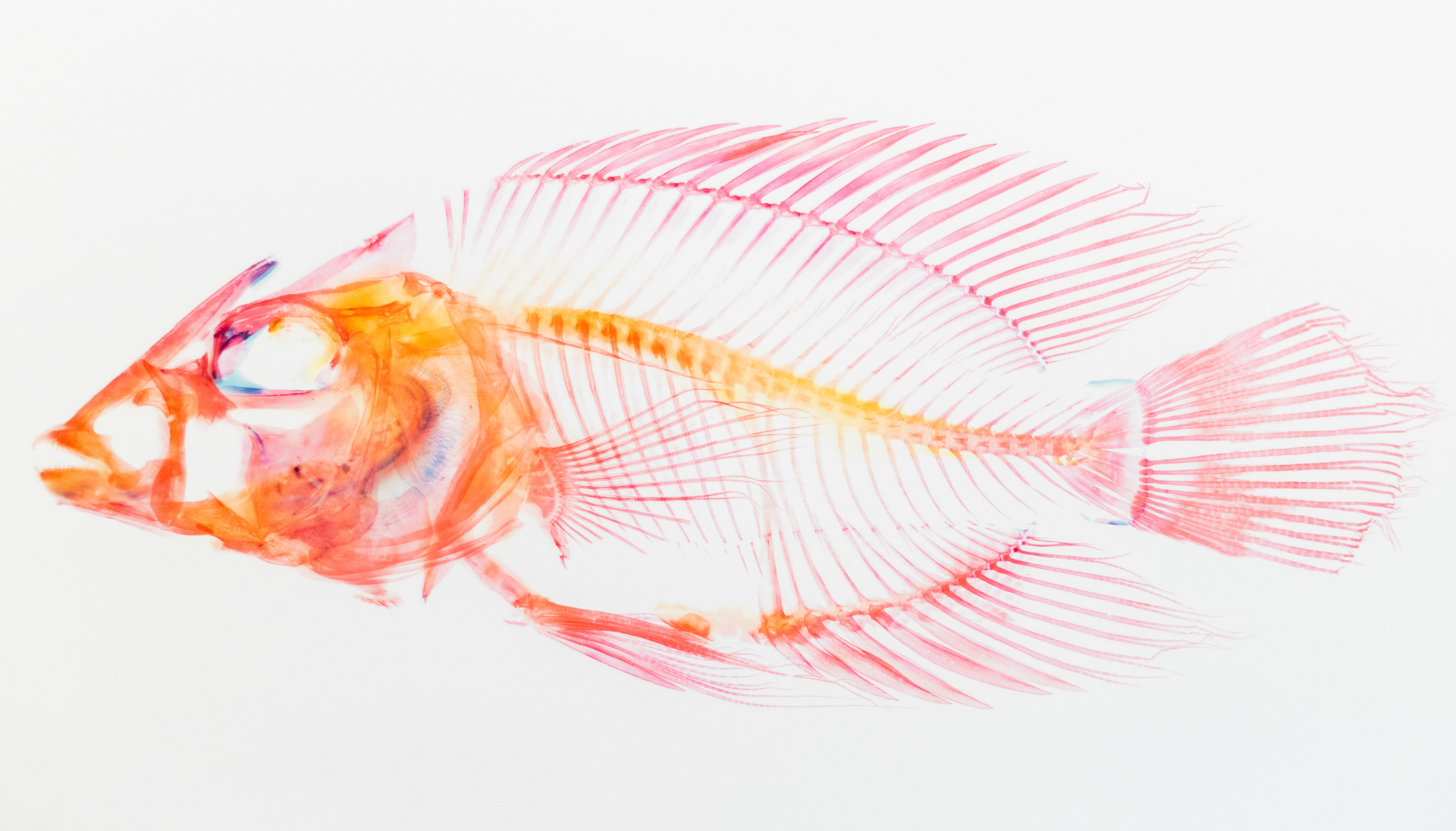 Florida Museum of National History (Fish X-Ray)