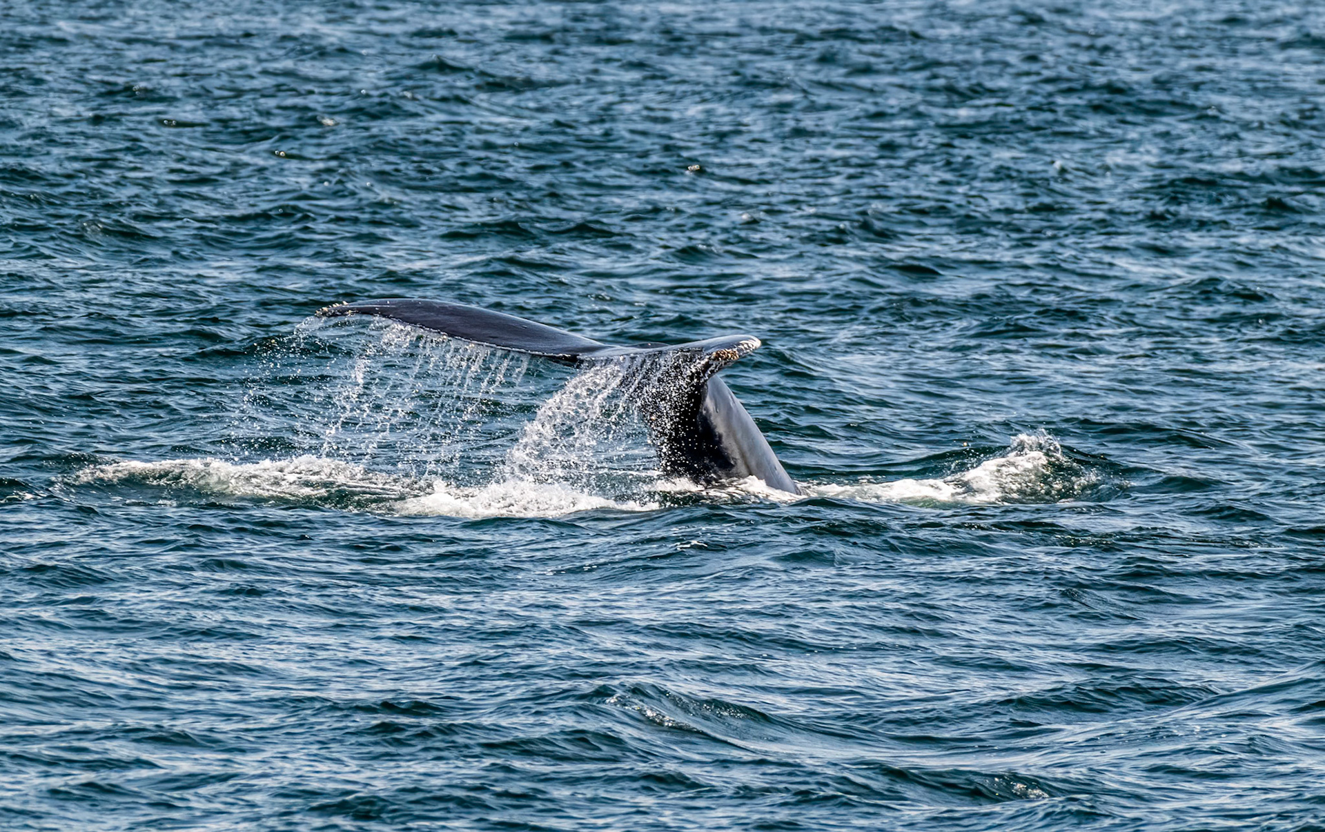 Week 31 - Tail of the Whale