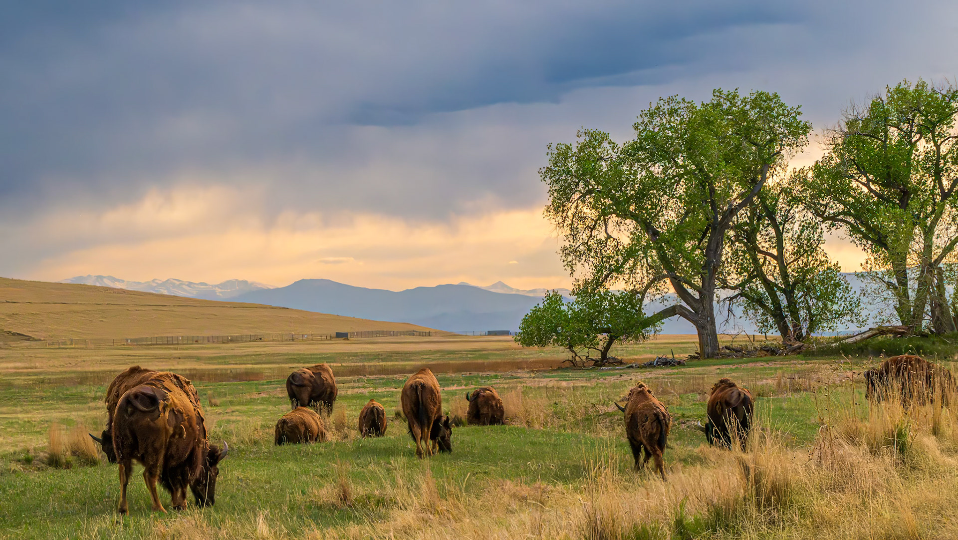Bison Butts