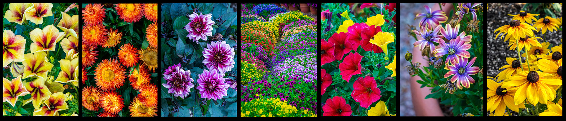 Week 28 - CSU Flower Gardens 