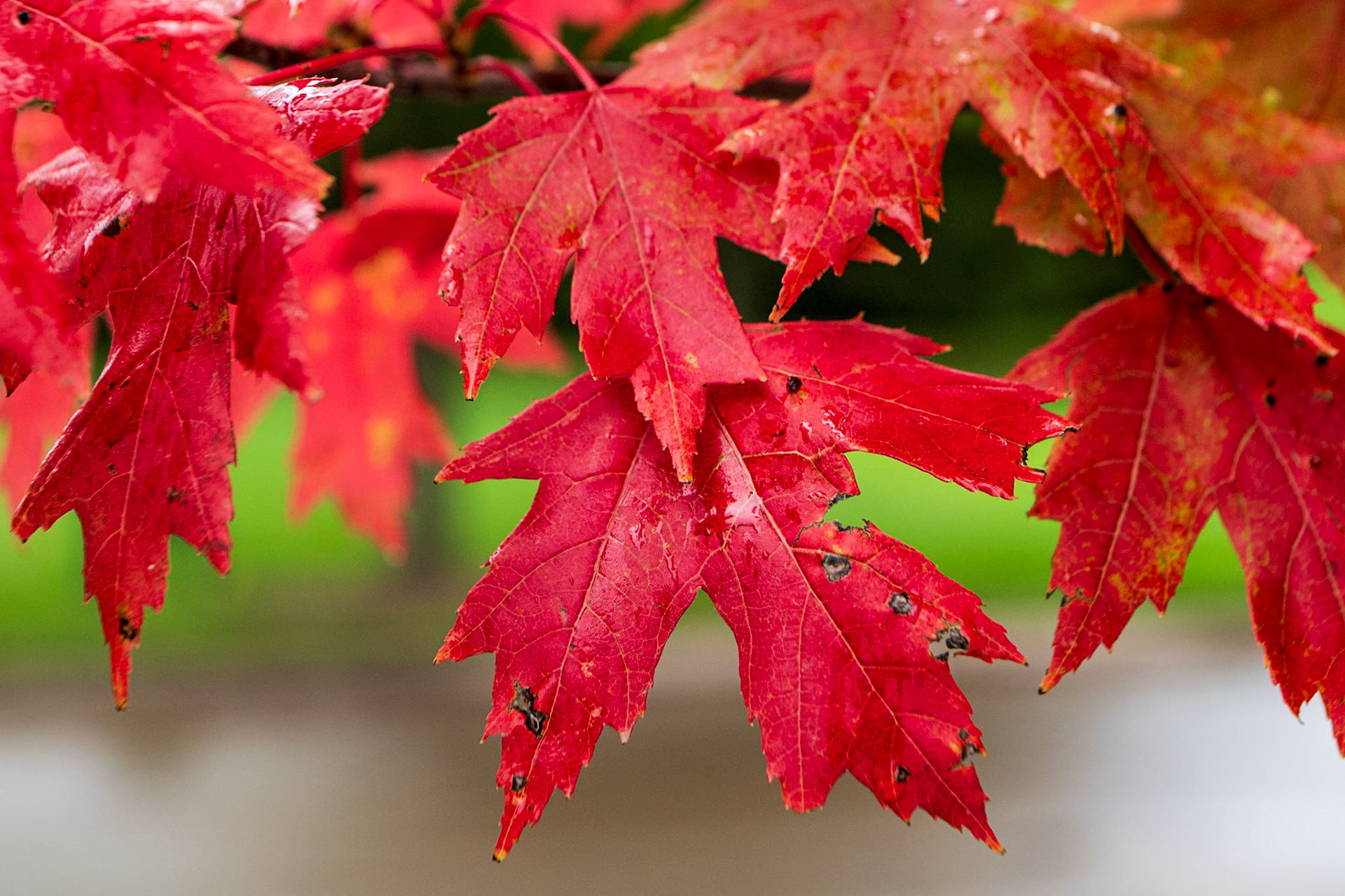 Red Maples 