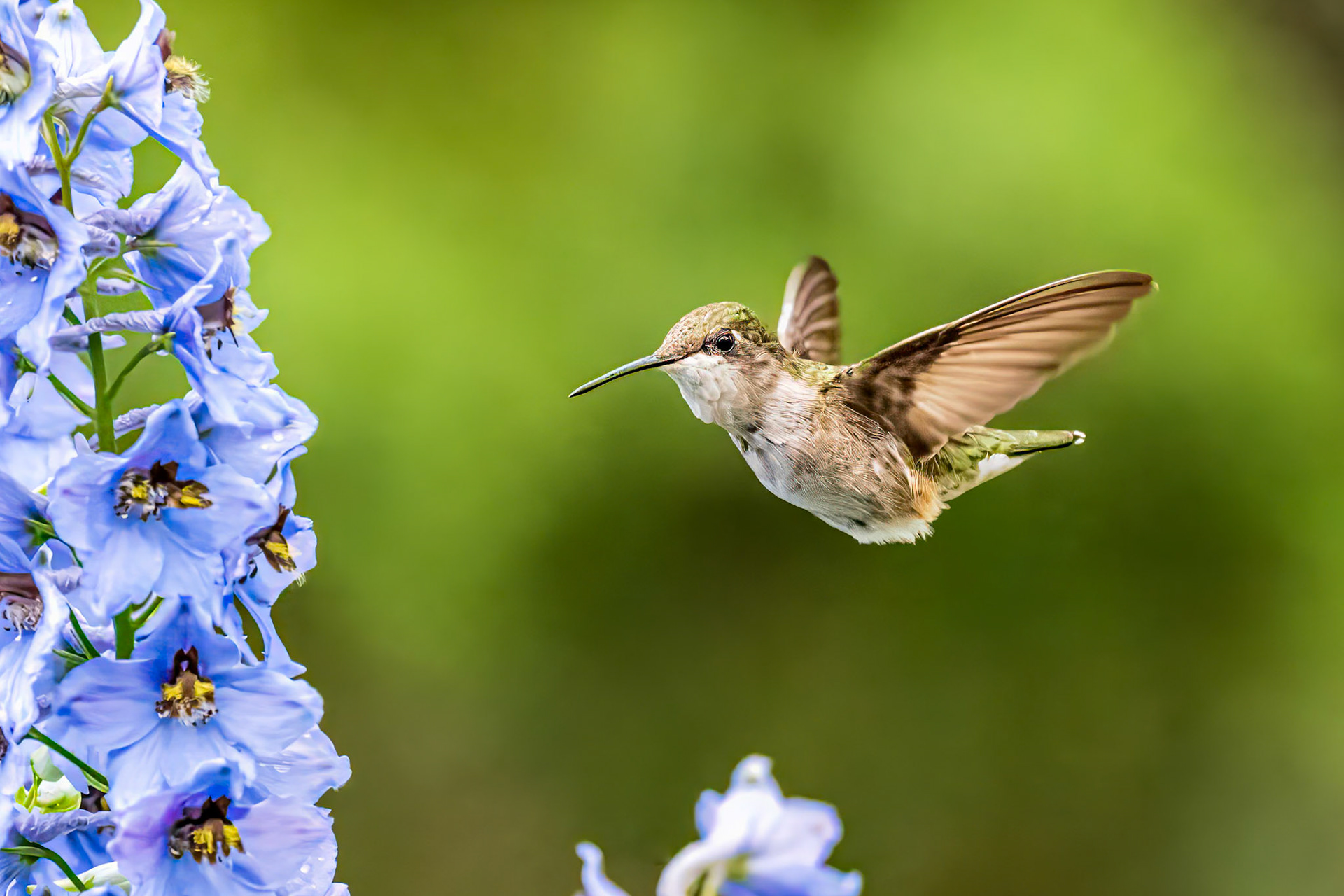 Hummingbird - Ellis Bird Farm