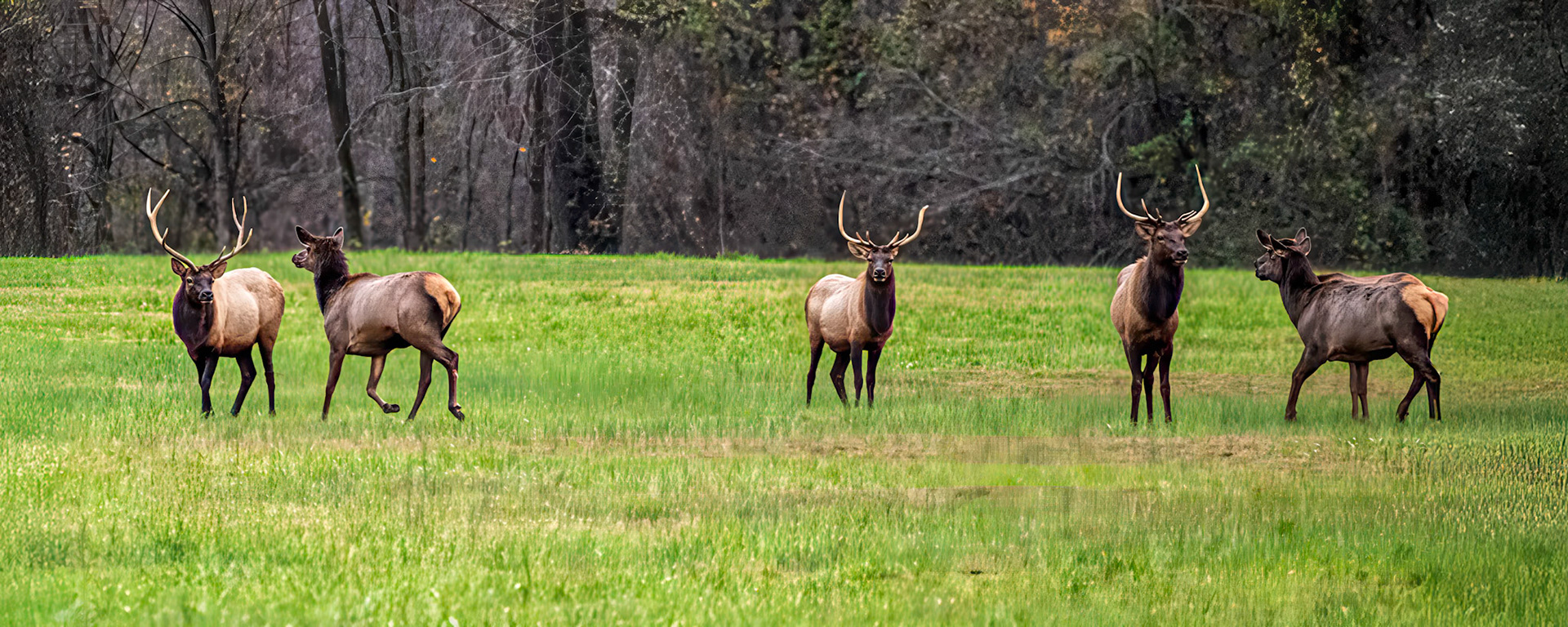Boxley Elk Herd