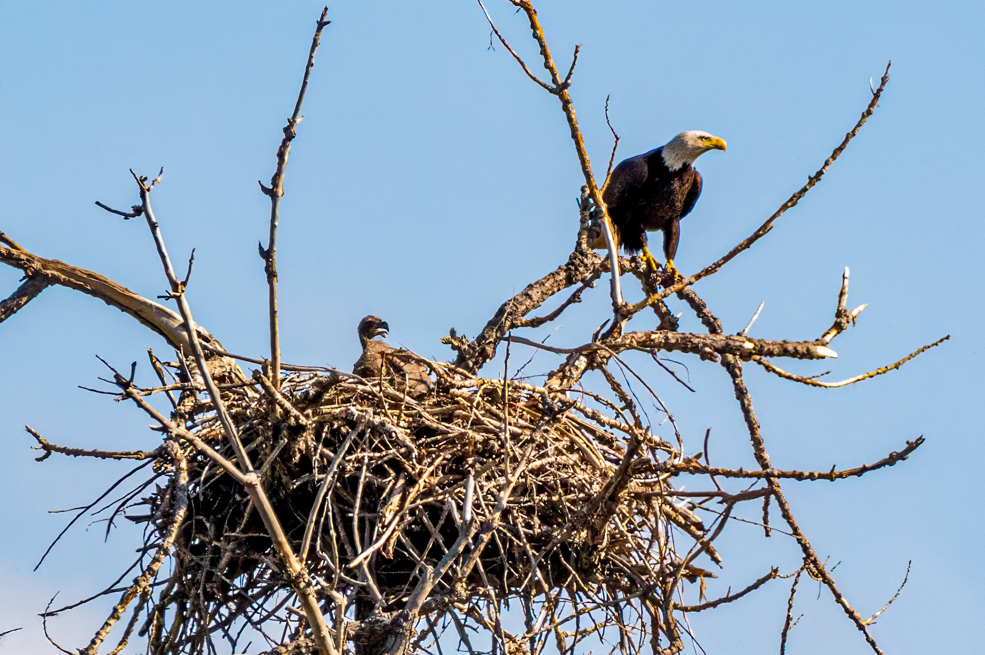 Week 17 - Young Eagle