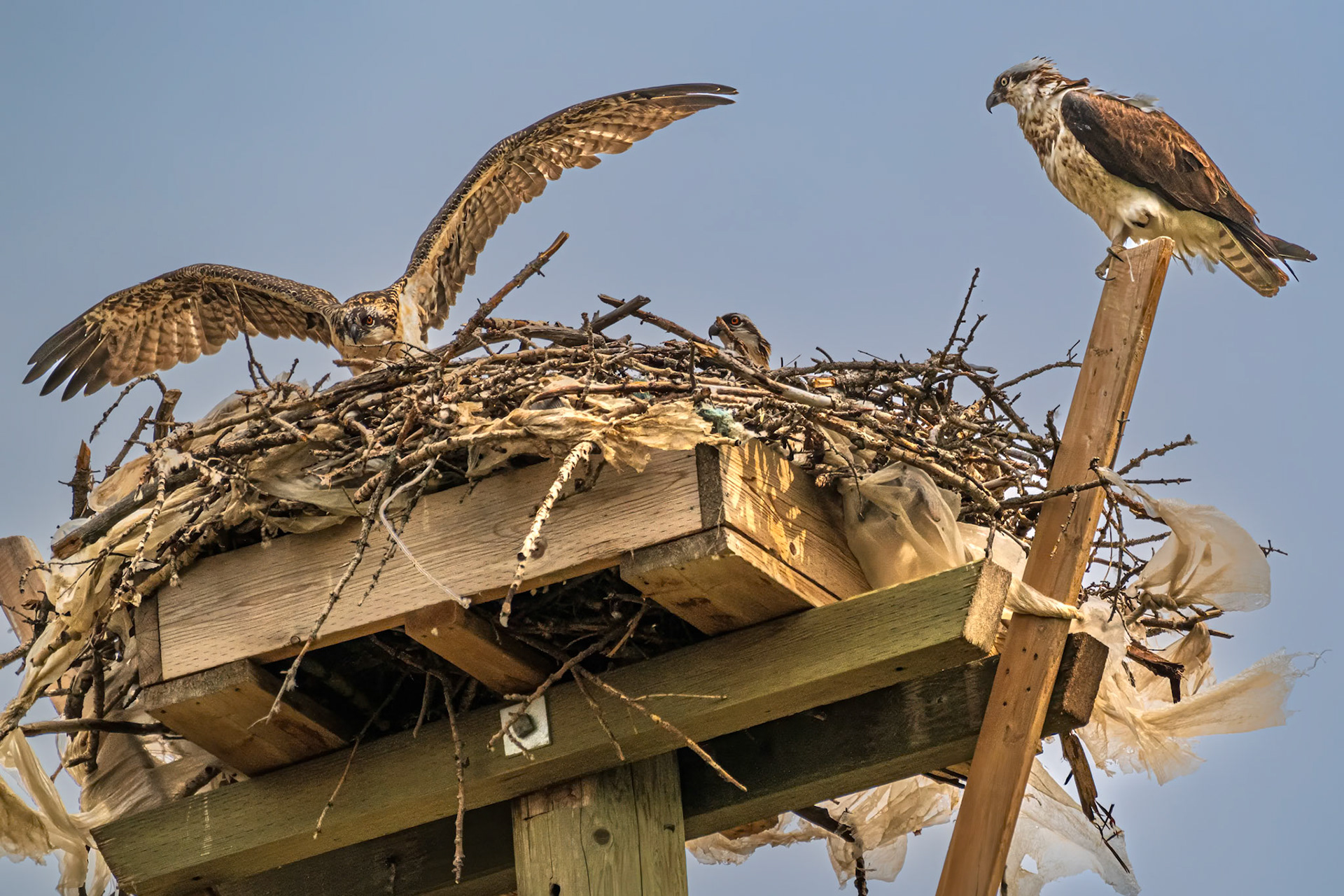 Osprey Nest - Red Deer, AB