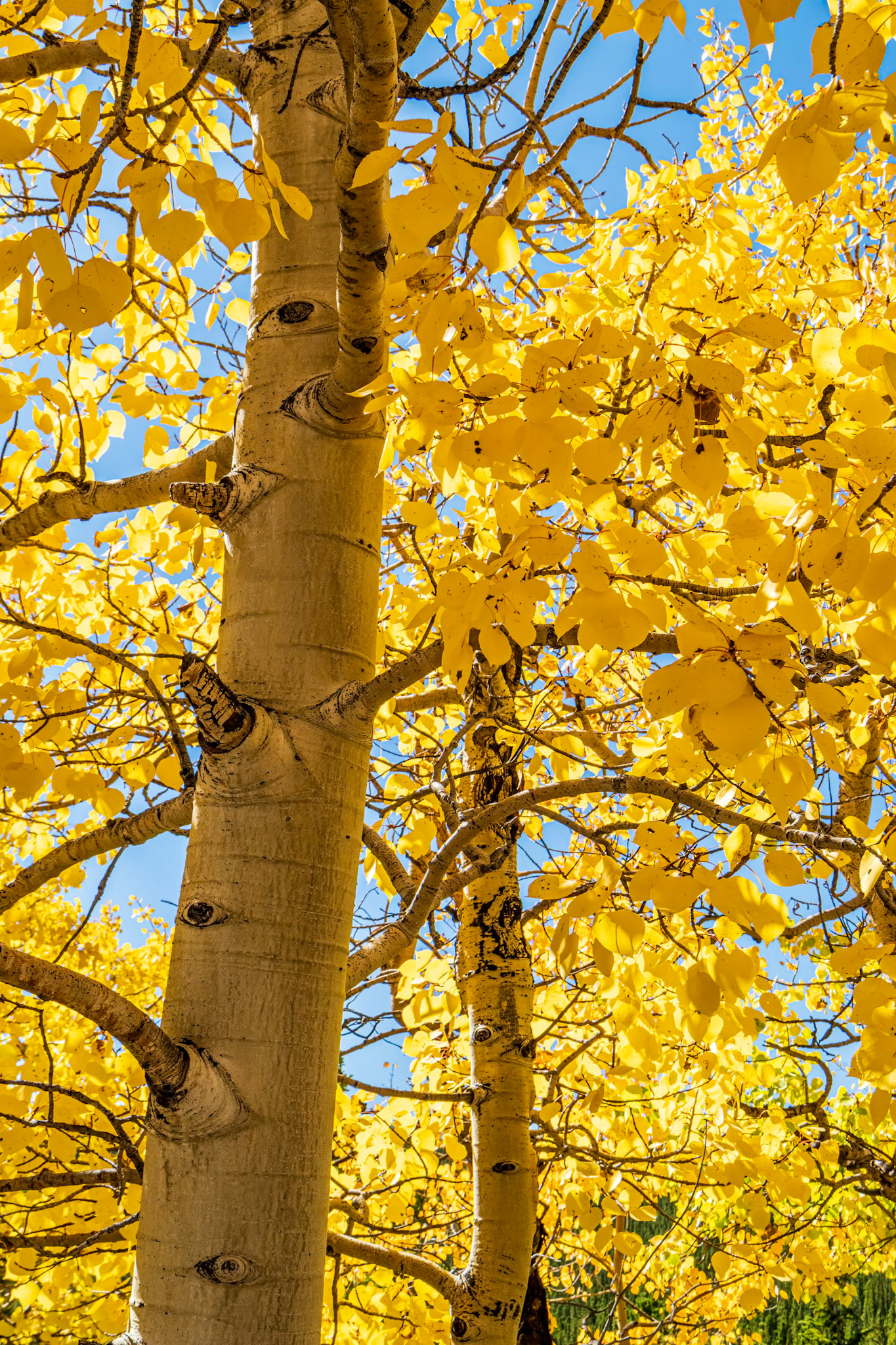 Aspen Glow