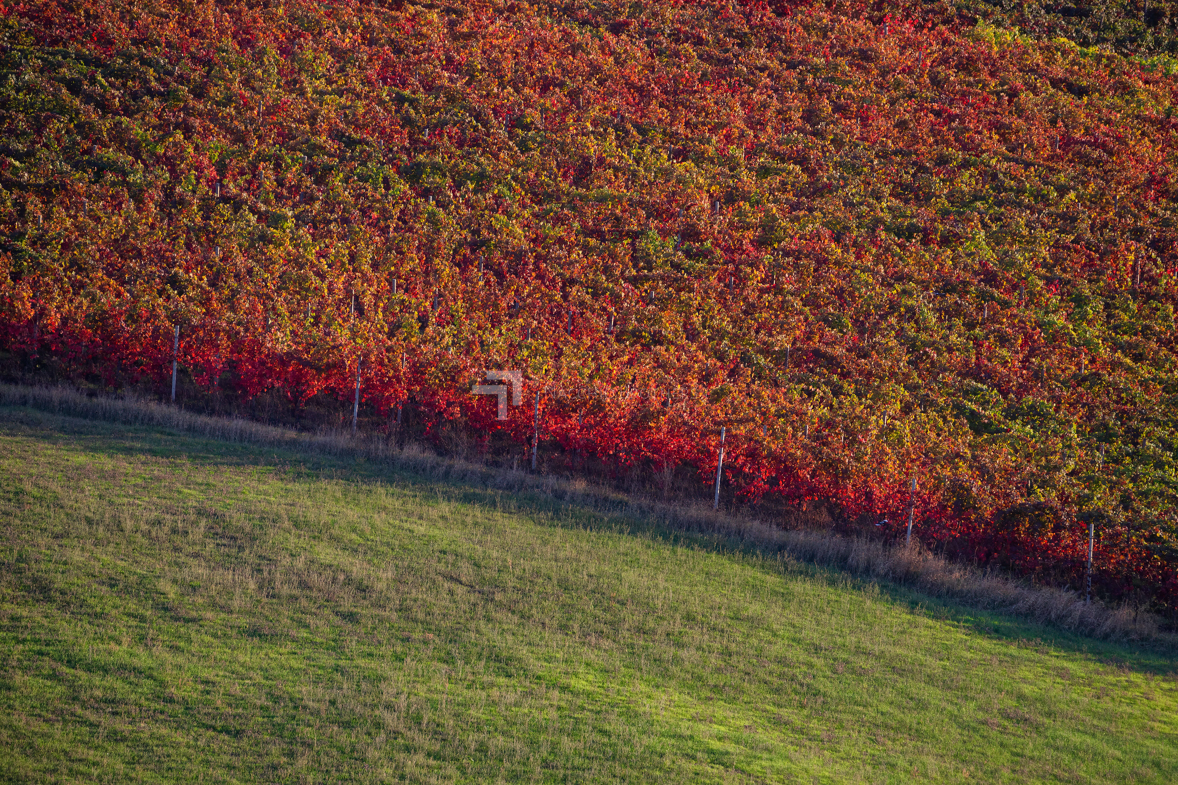 Autunno in vigna