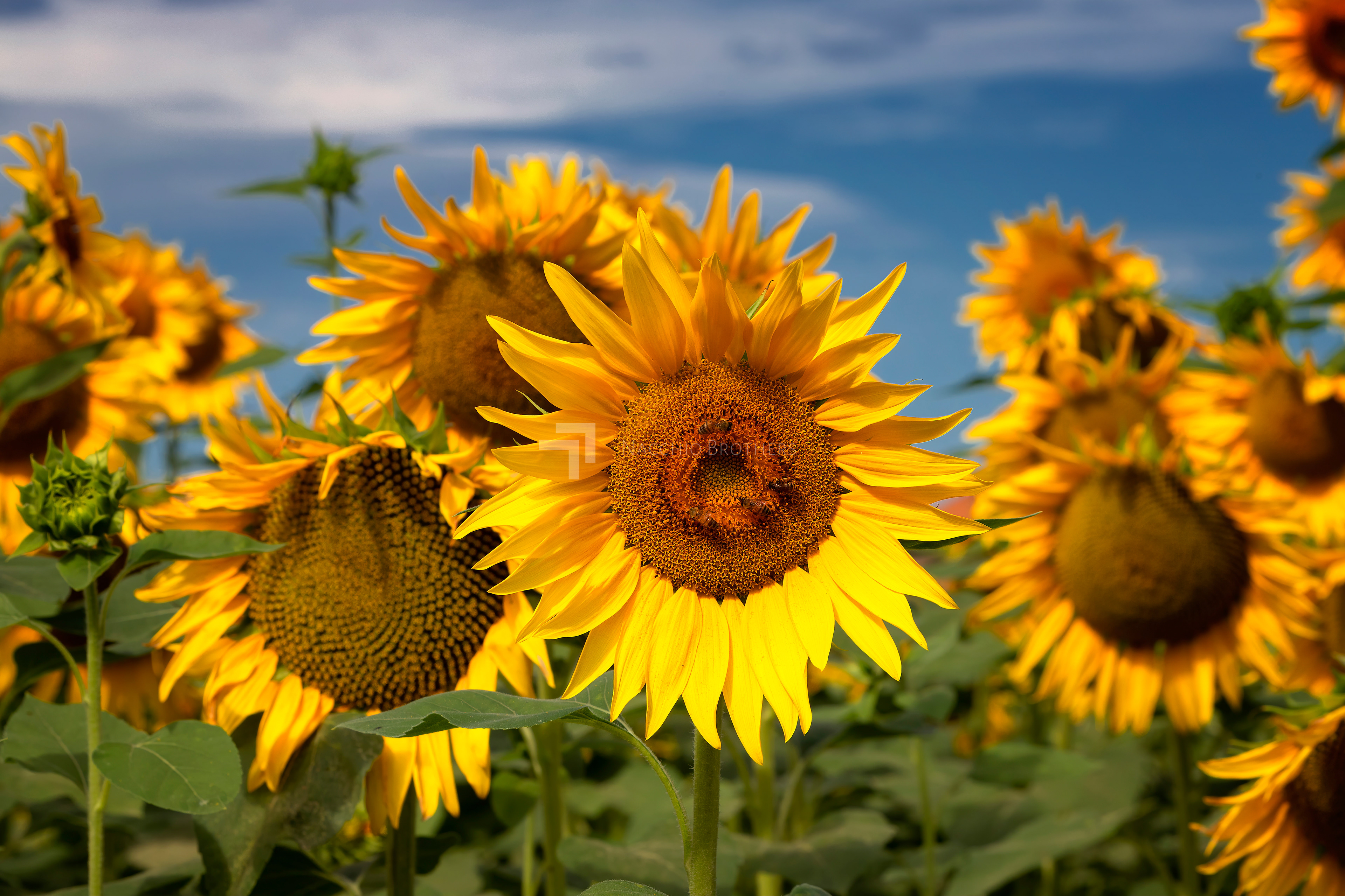 Girasoli