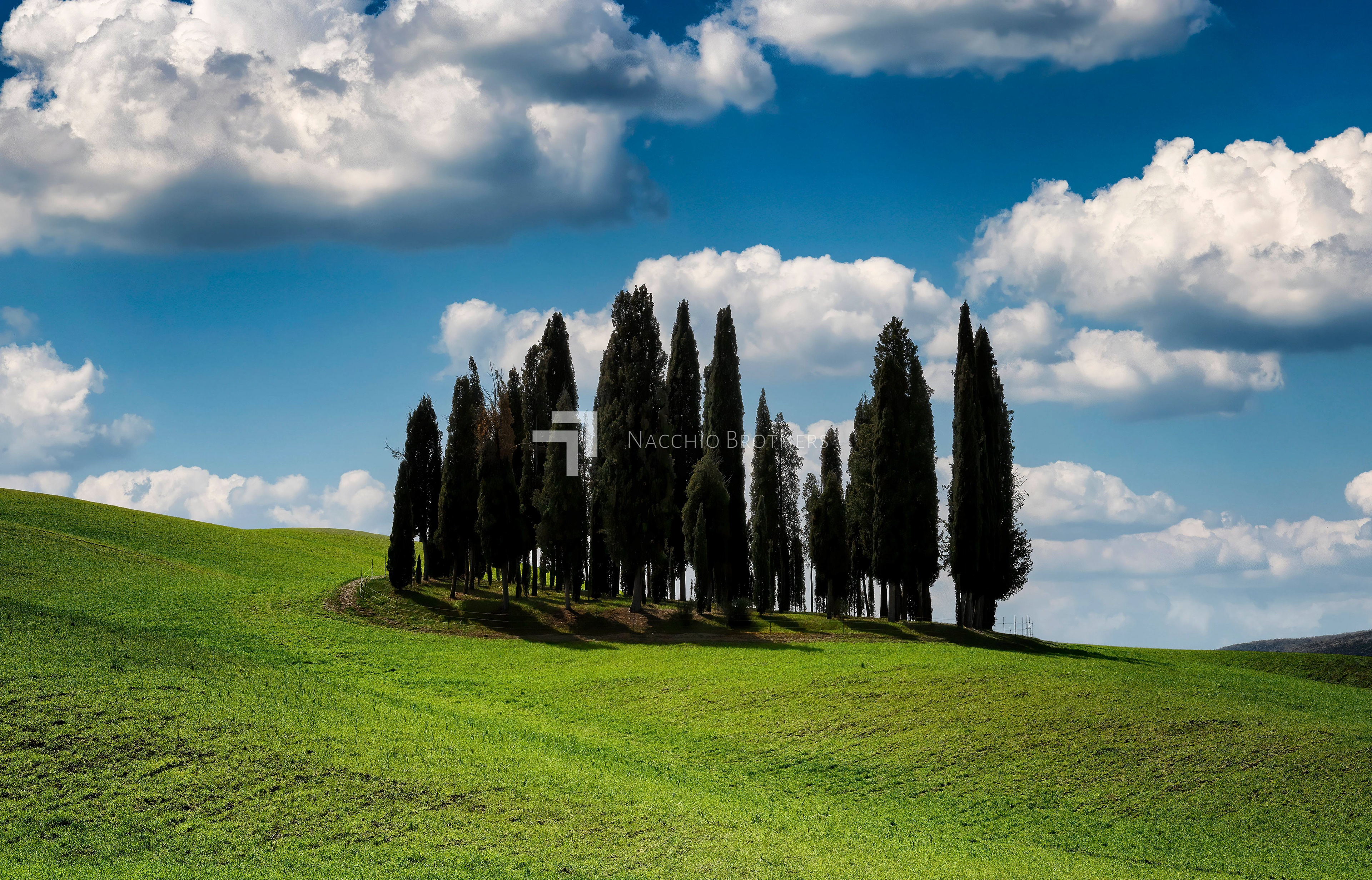 Cipressi di San Quirico d'Orcia
