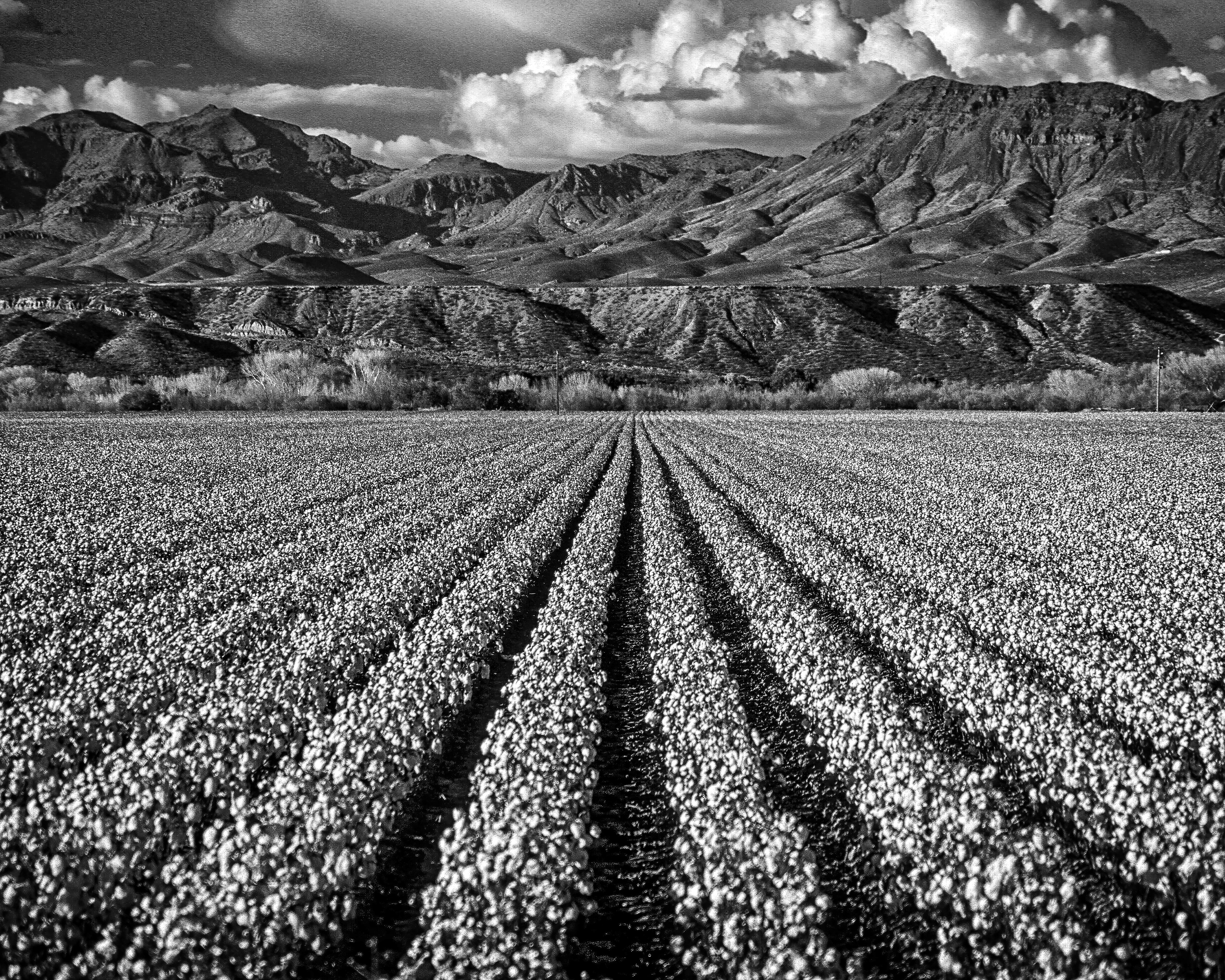BW-1. Arizona Cotton Field