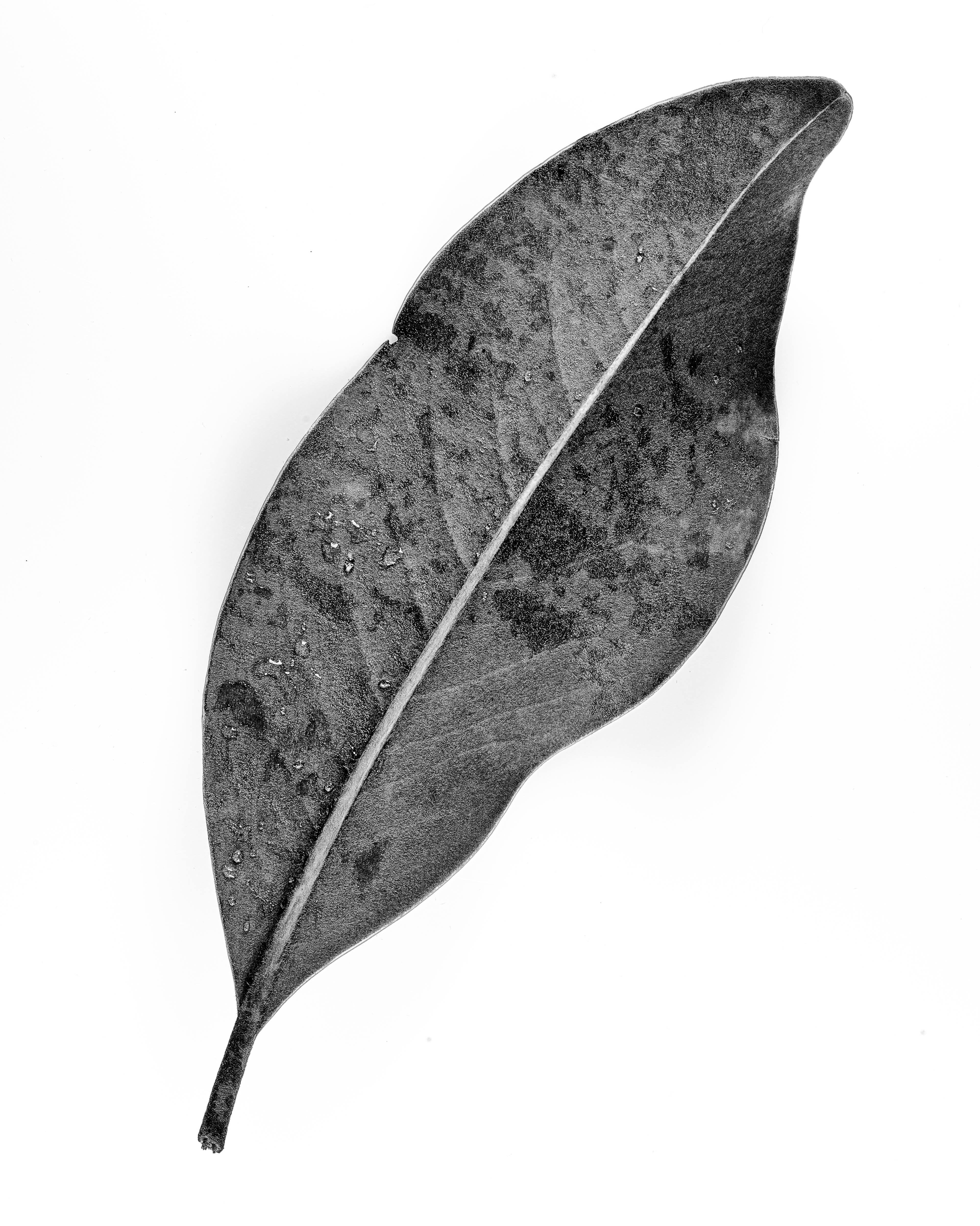 BW-2 Magnolia Leaf
