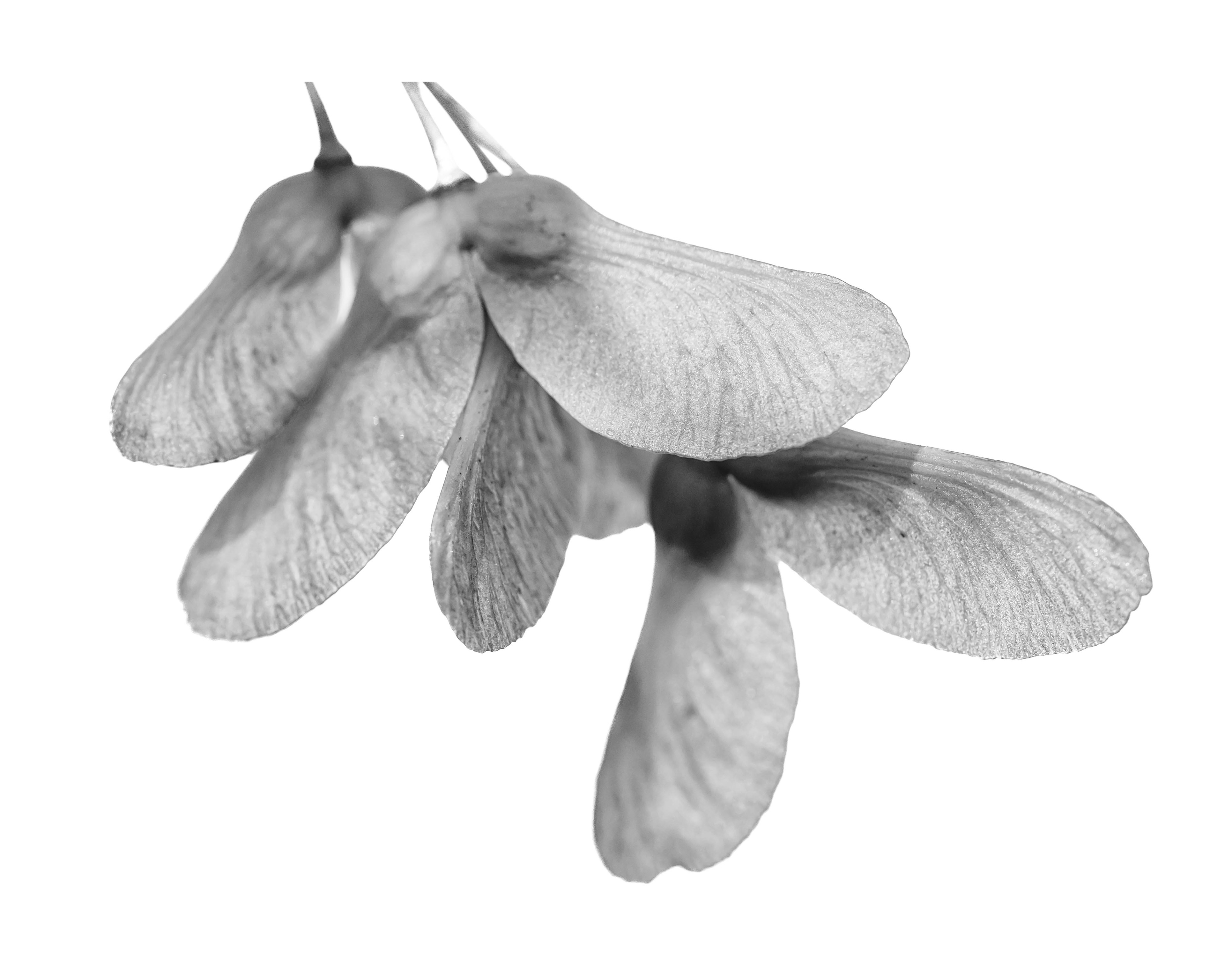 BW-13. Maple Seeds
