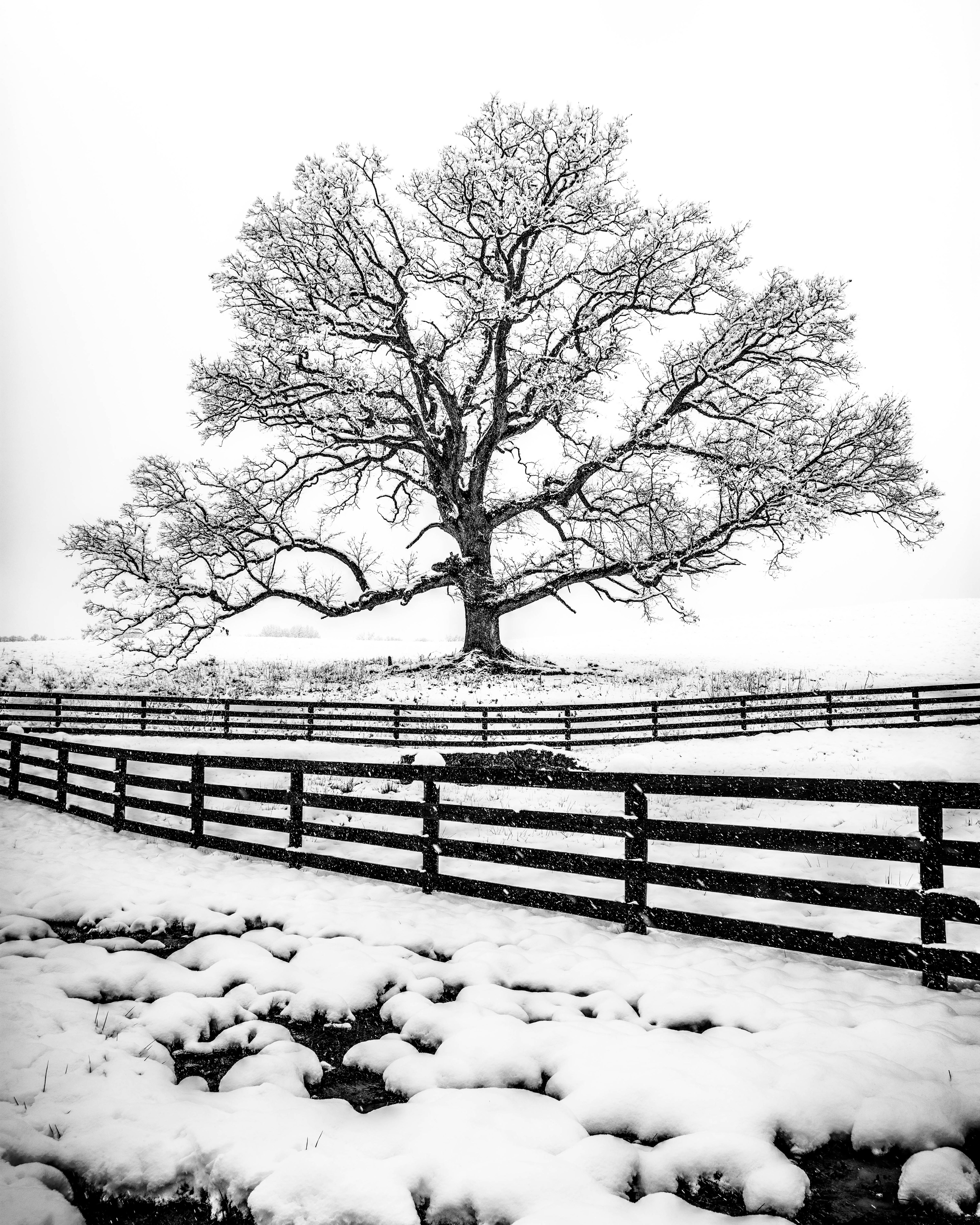 BW-15. Ancient Oak
