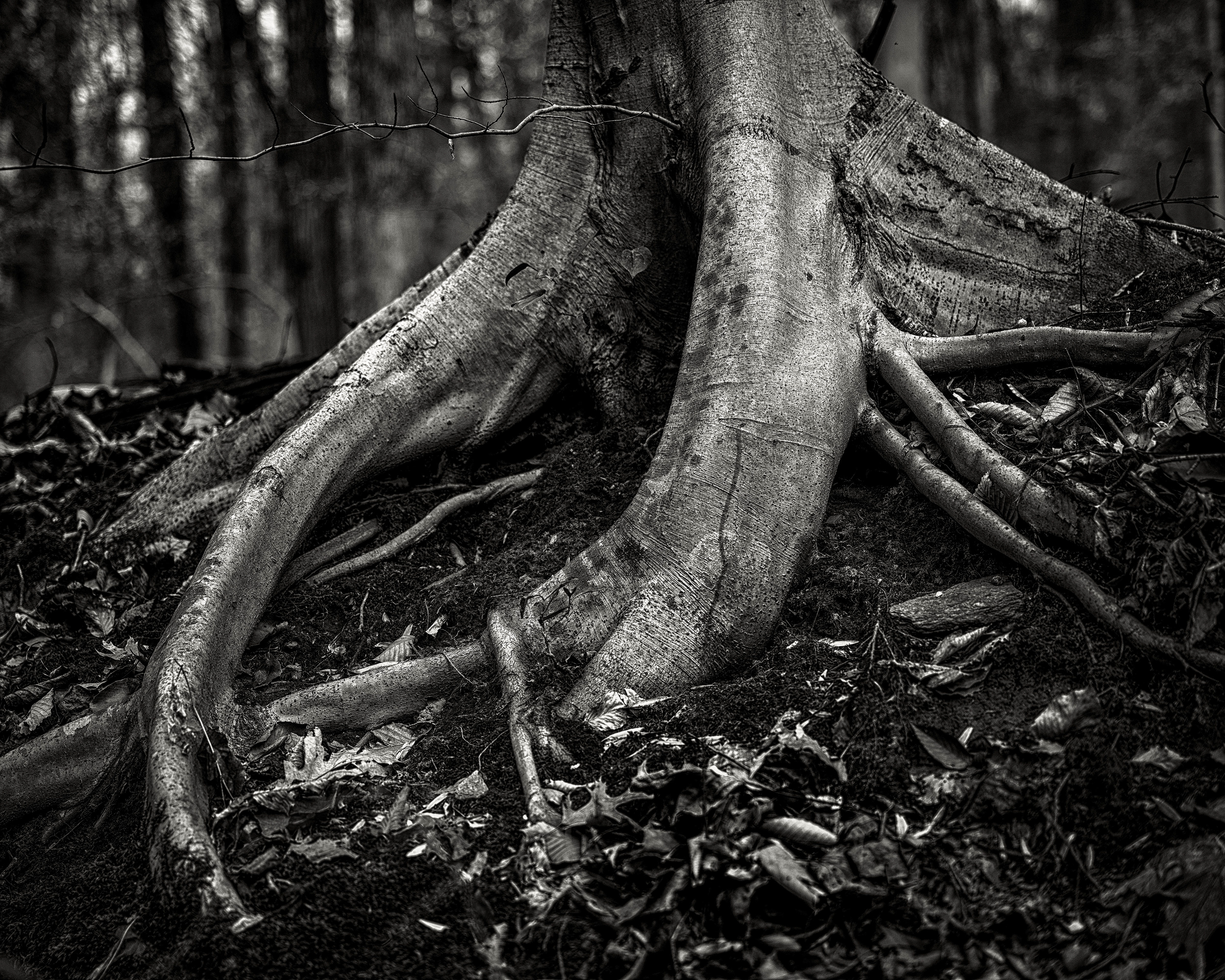 BW-6. Virginia Tree Roots