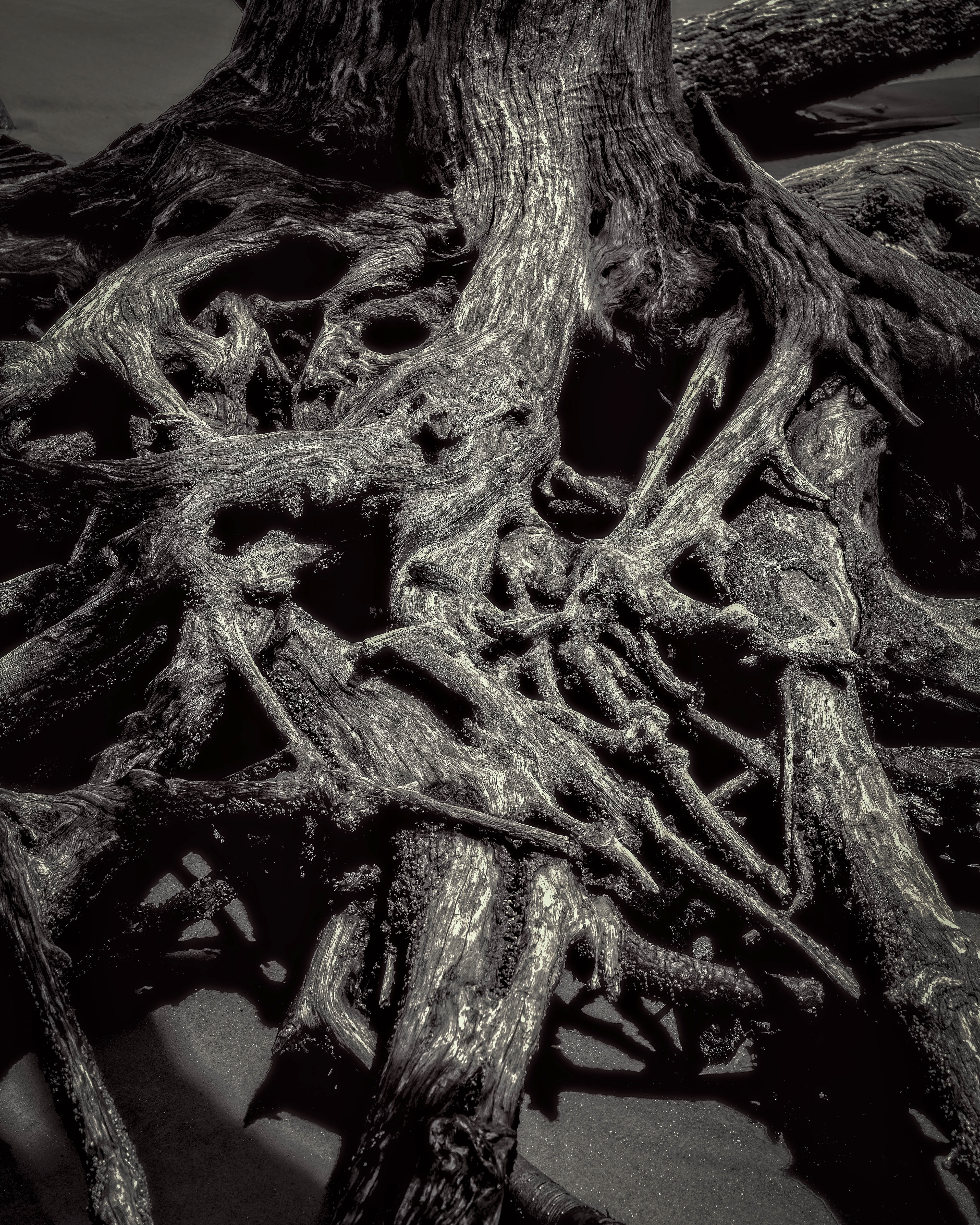 BW-3. Jekyl Island Roots