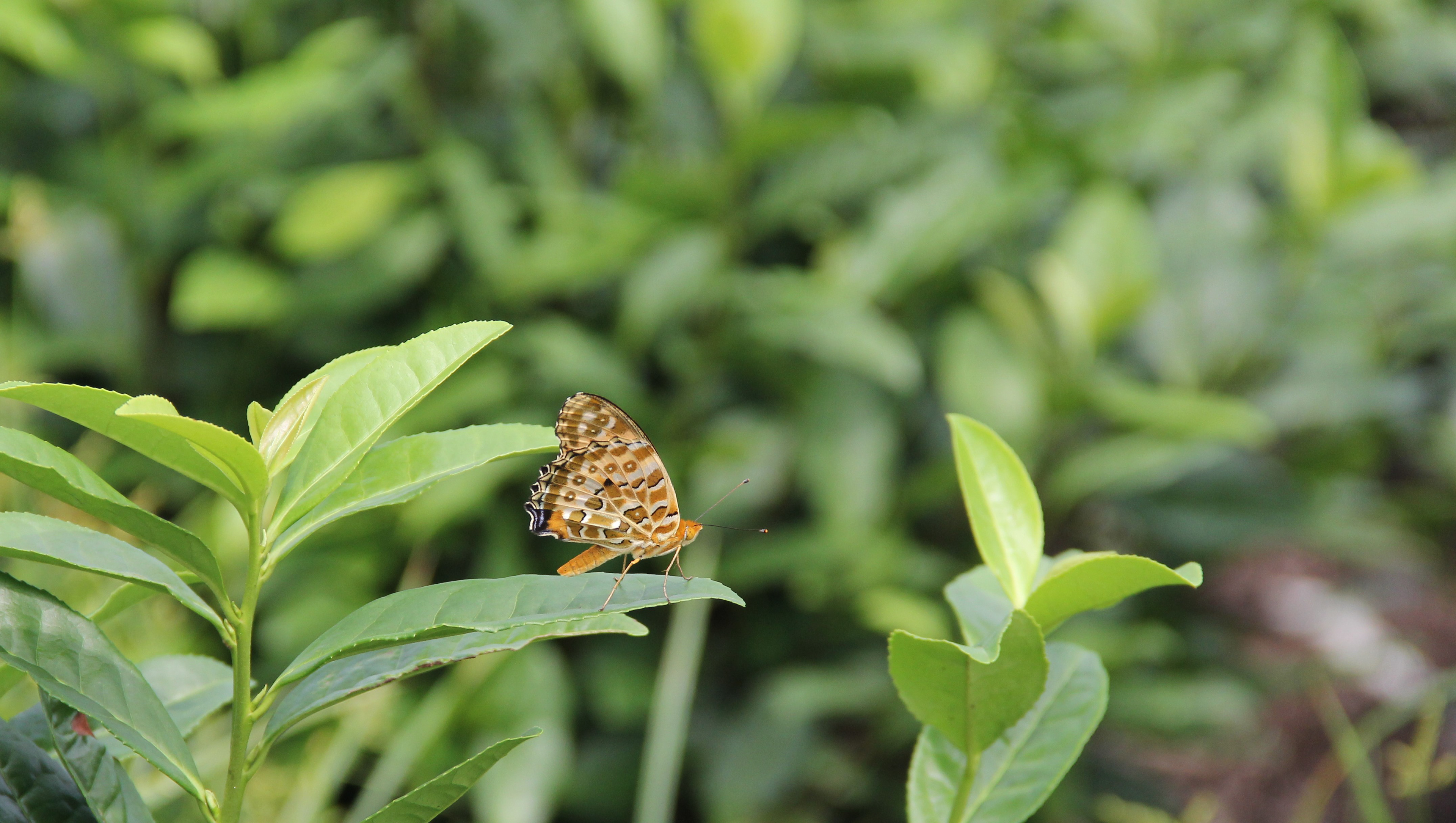 Photography | Tea Garden in Spring | March 2015 | Huzhou, China