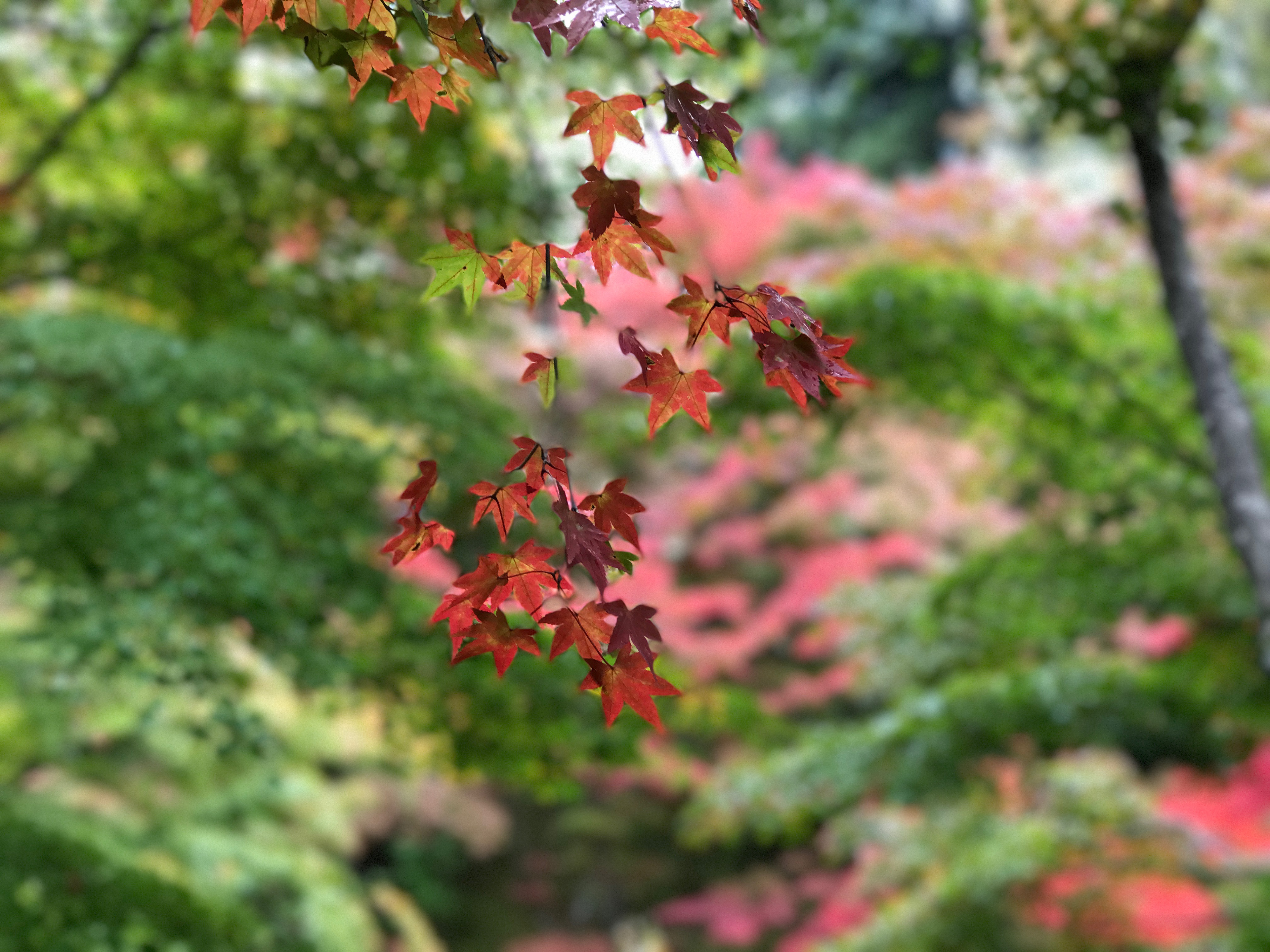 Photography | Maple in Kyoto | November 2017 | Kyoto, Japan 