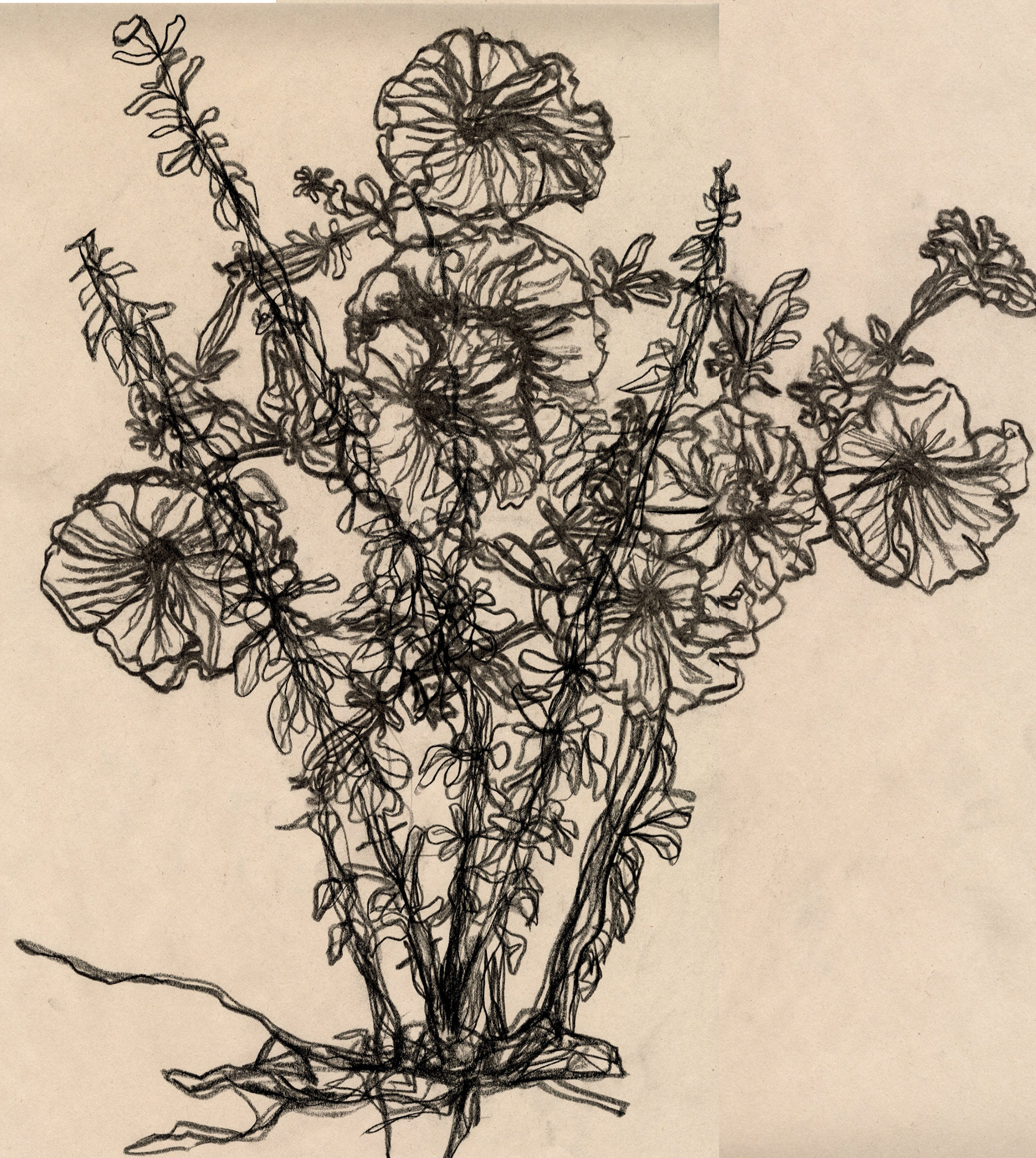 Untitled Botanics 2, 18 x 24", charcoal