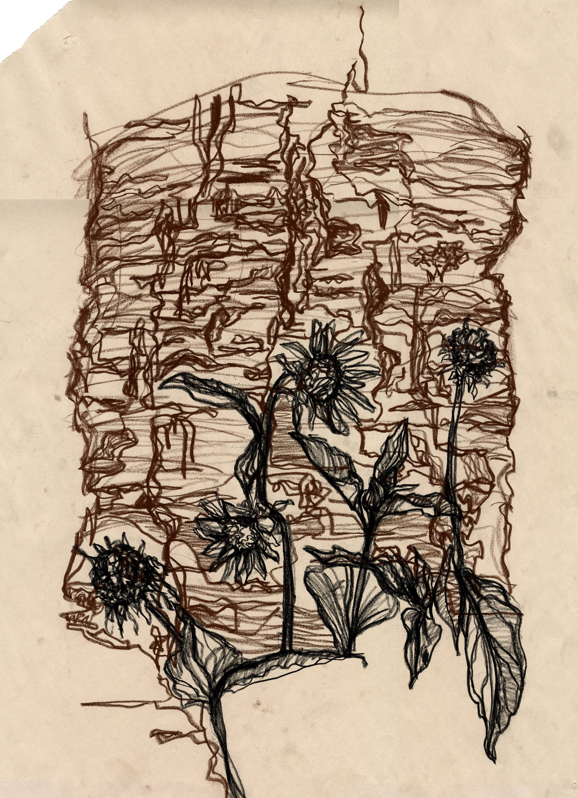 Untitled Botanics 3, 18 x 24", charcoal