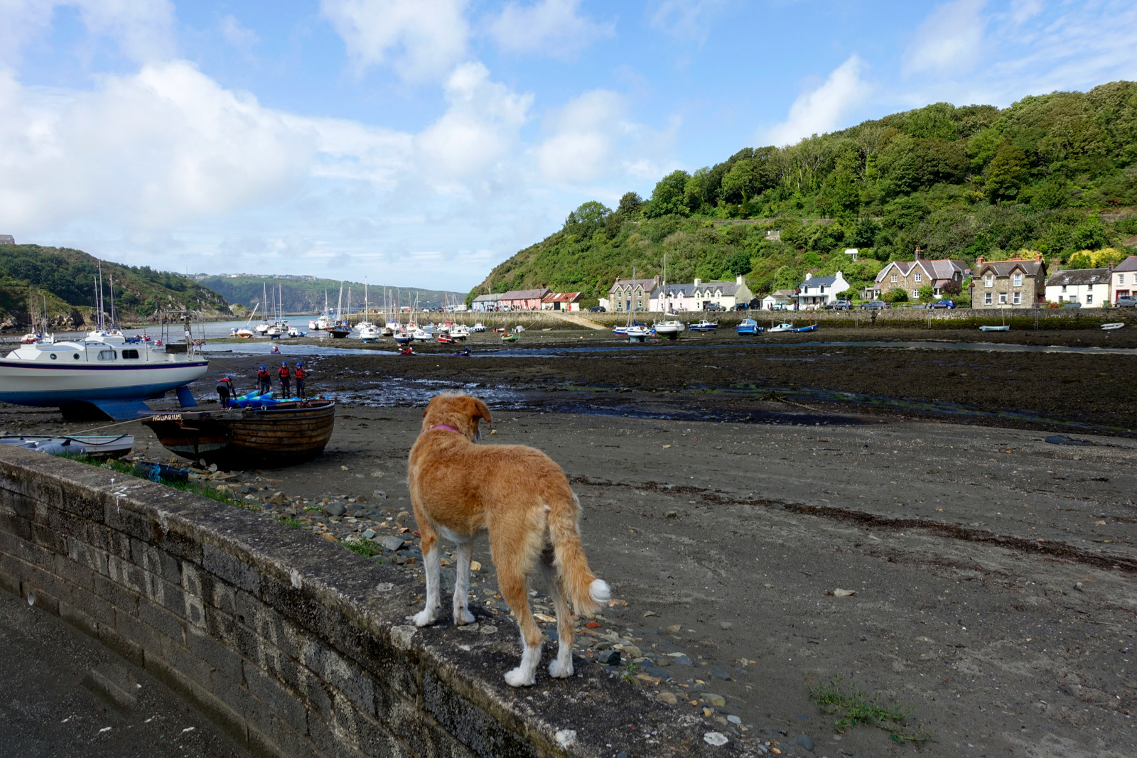 "Fishguard Lower Harbour" by Mike Jones