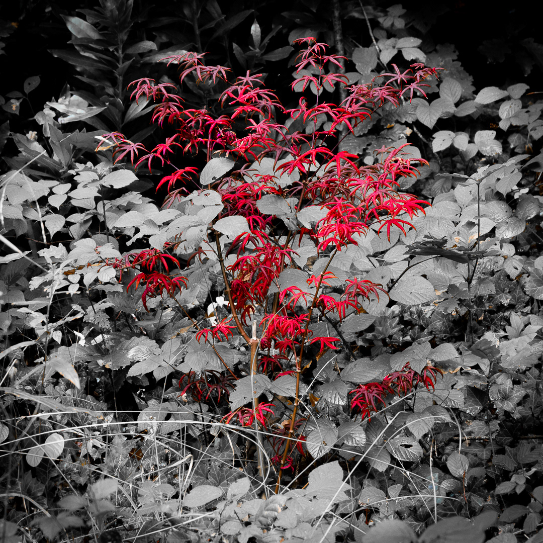 Colby_Pembs-5066 by Morlais Davies