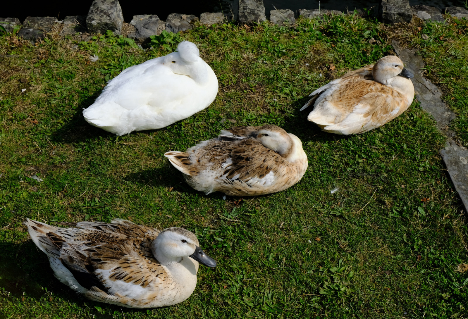 "Ducks" by Margaret Jones