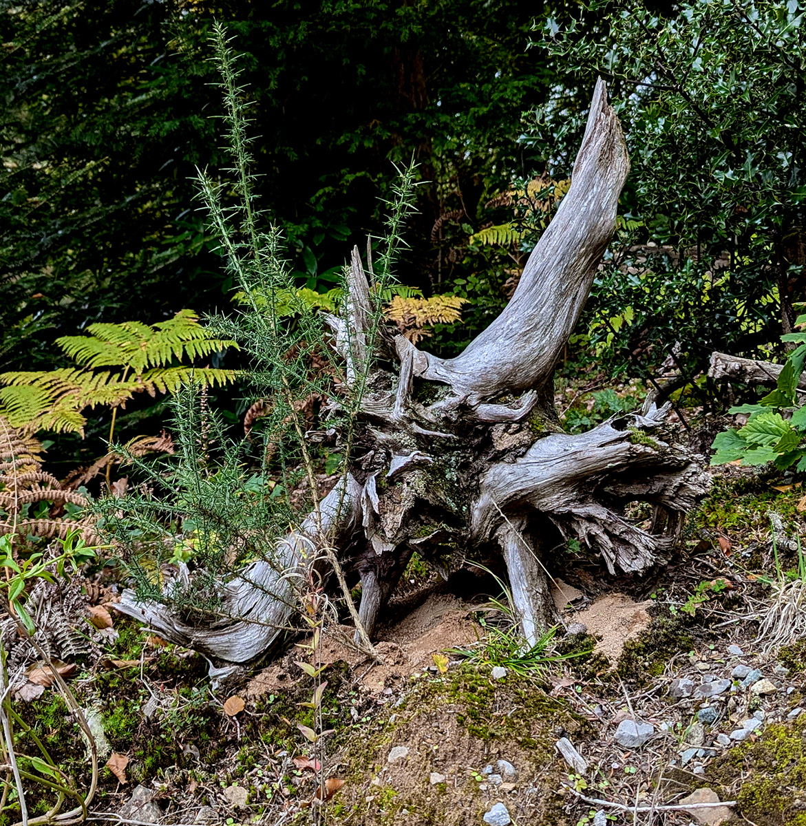 "Tree Art" by Mike Jones