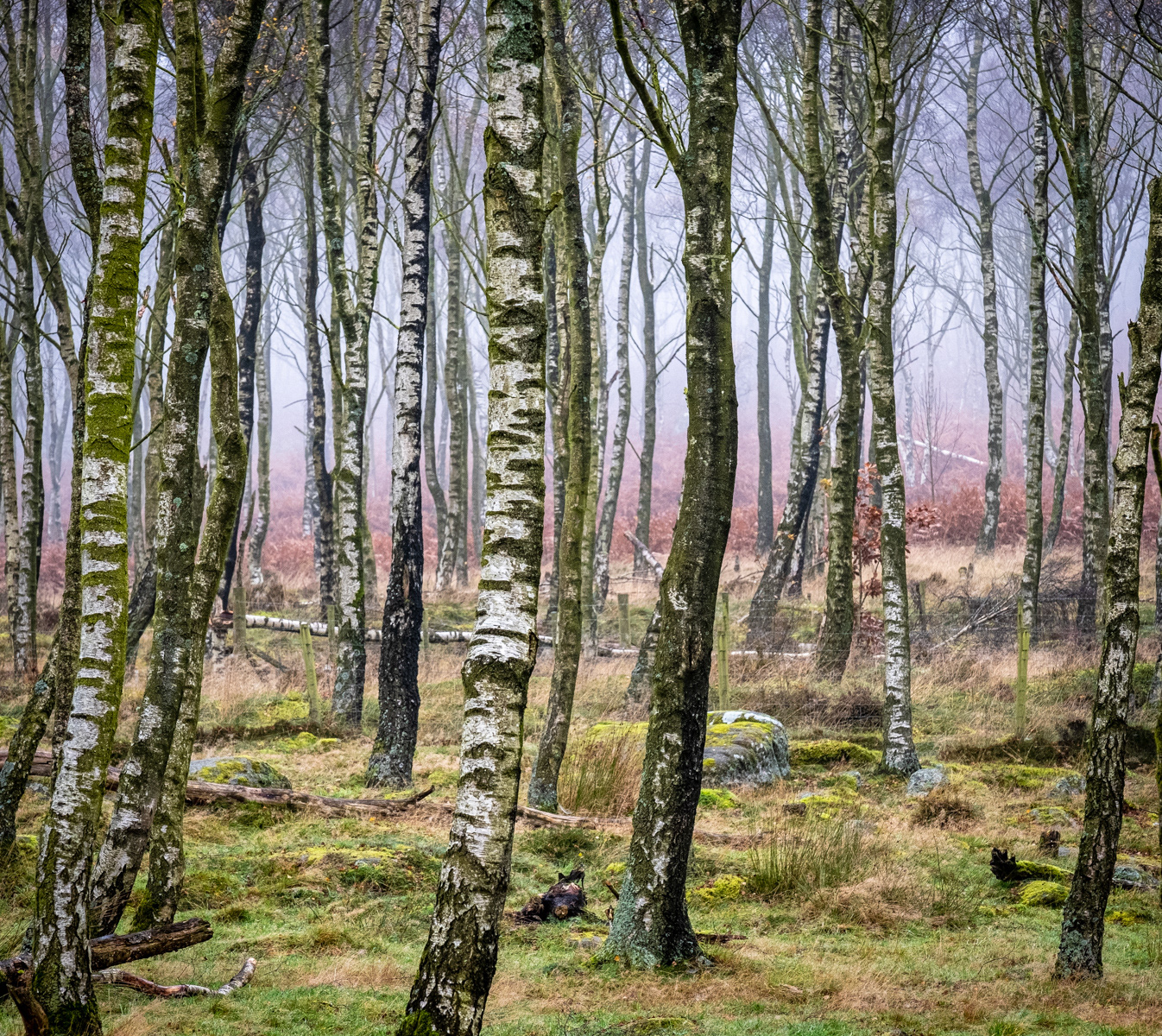 Autumn Birches