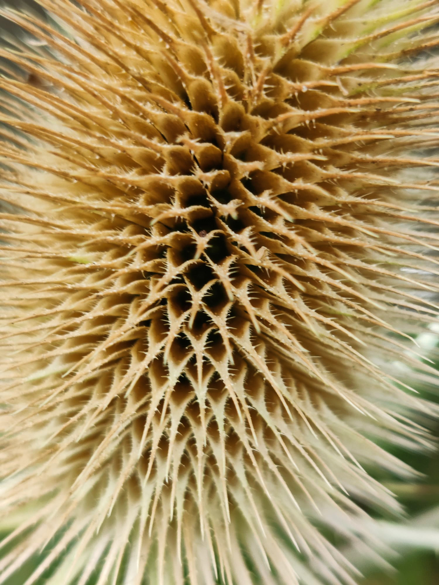 "Teasel Tesellation" by Hilary Harding