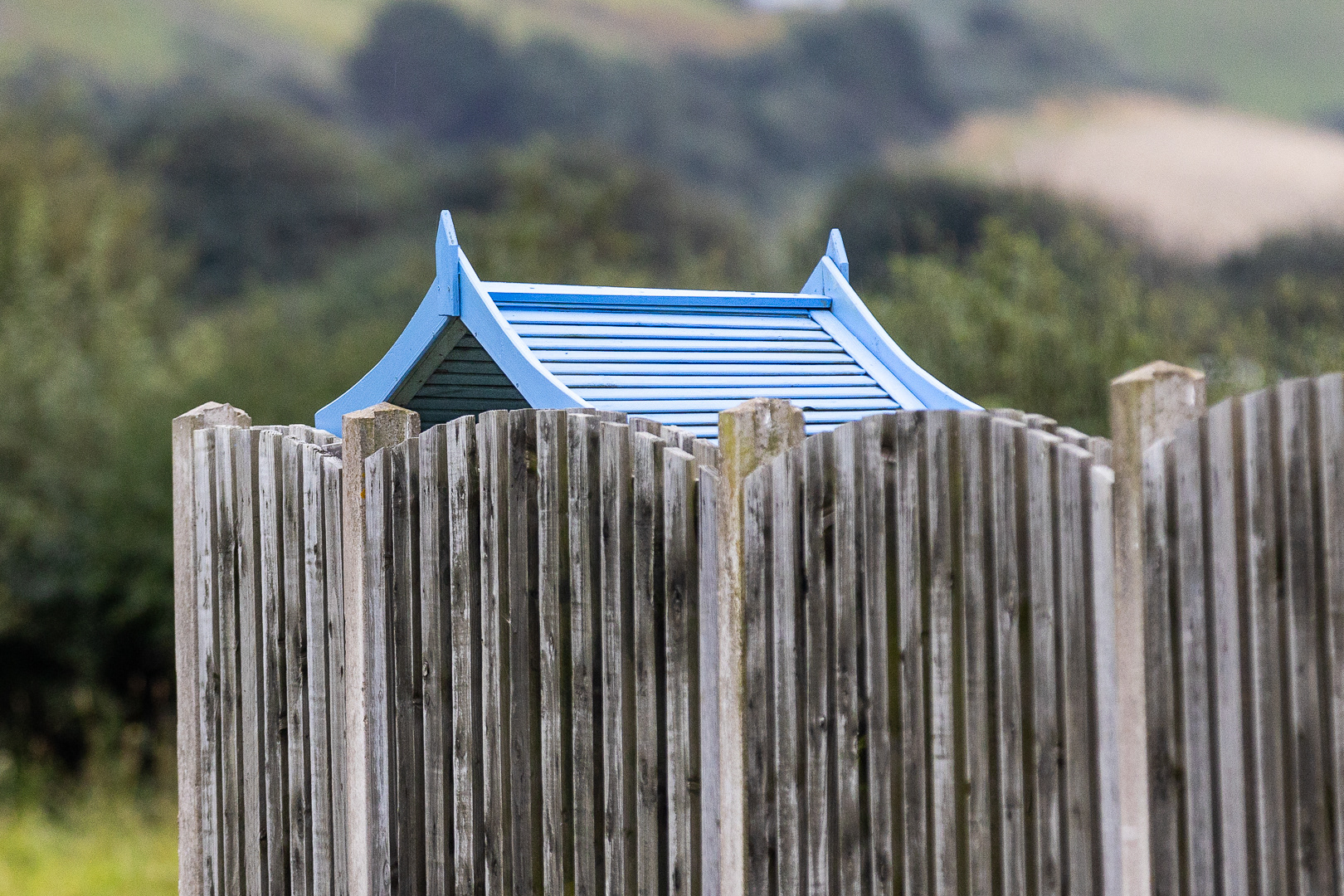 "In the blue corner" by Morlais Davies