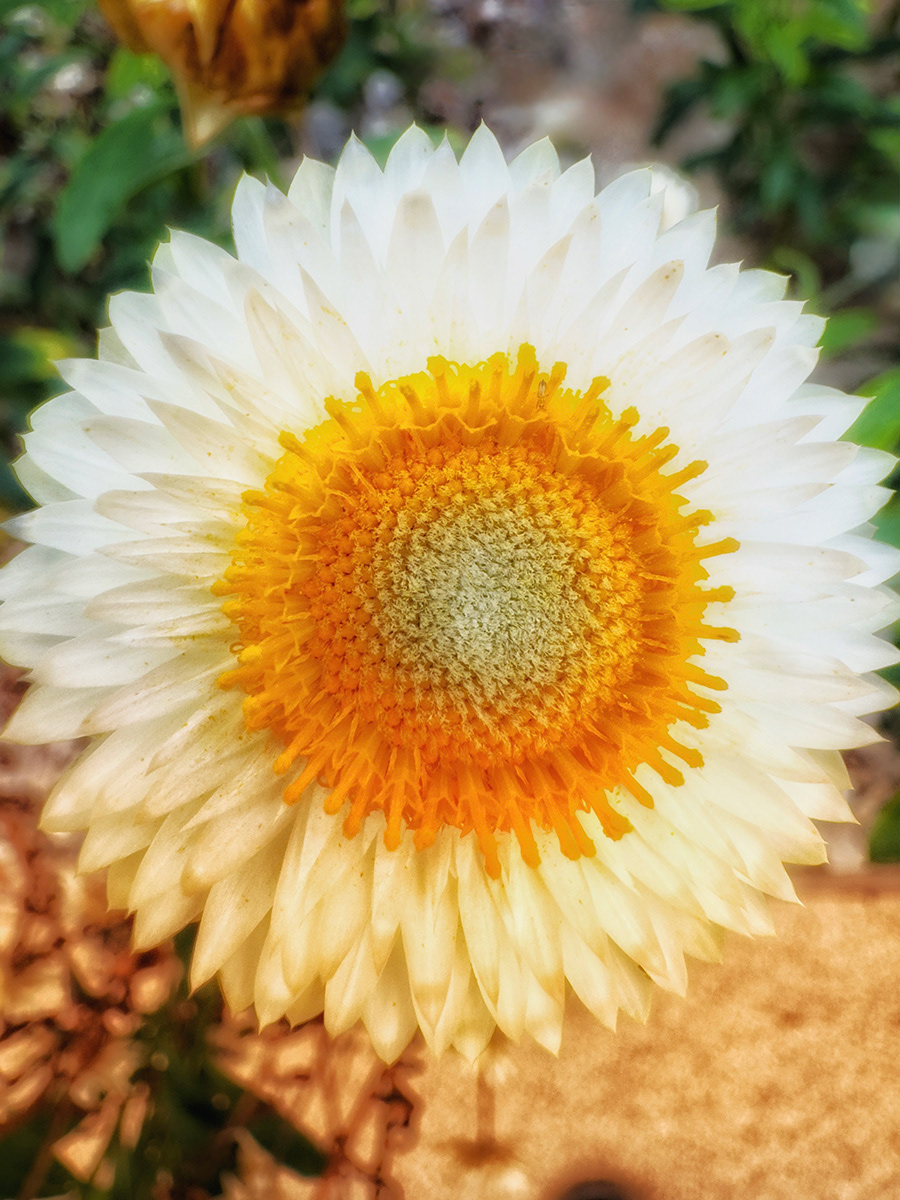 "A Daisy" by David Hough