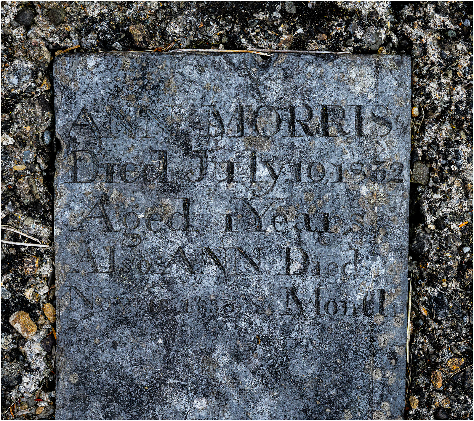 "Ann Morris" by Viv Evans