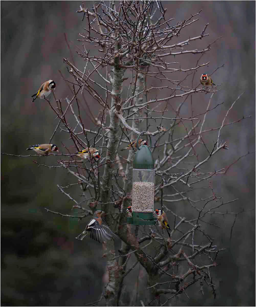 "Goldfinch members only" by Janet Evans