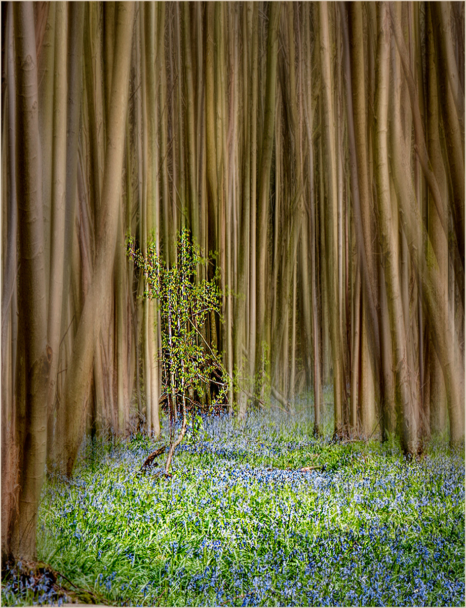 22. Mystic Glade