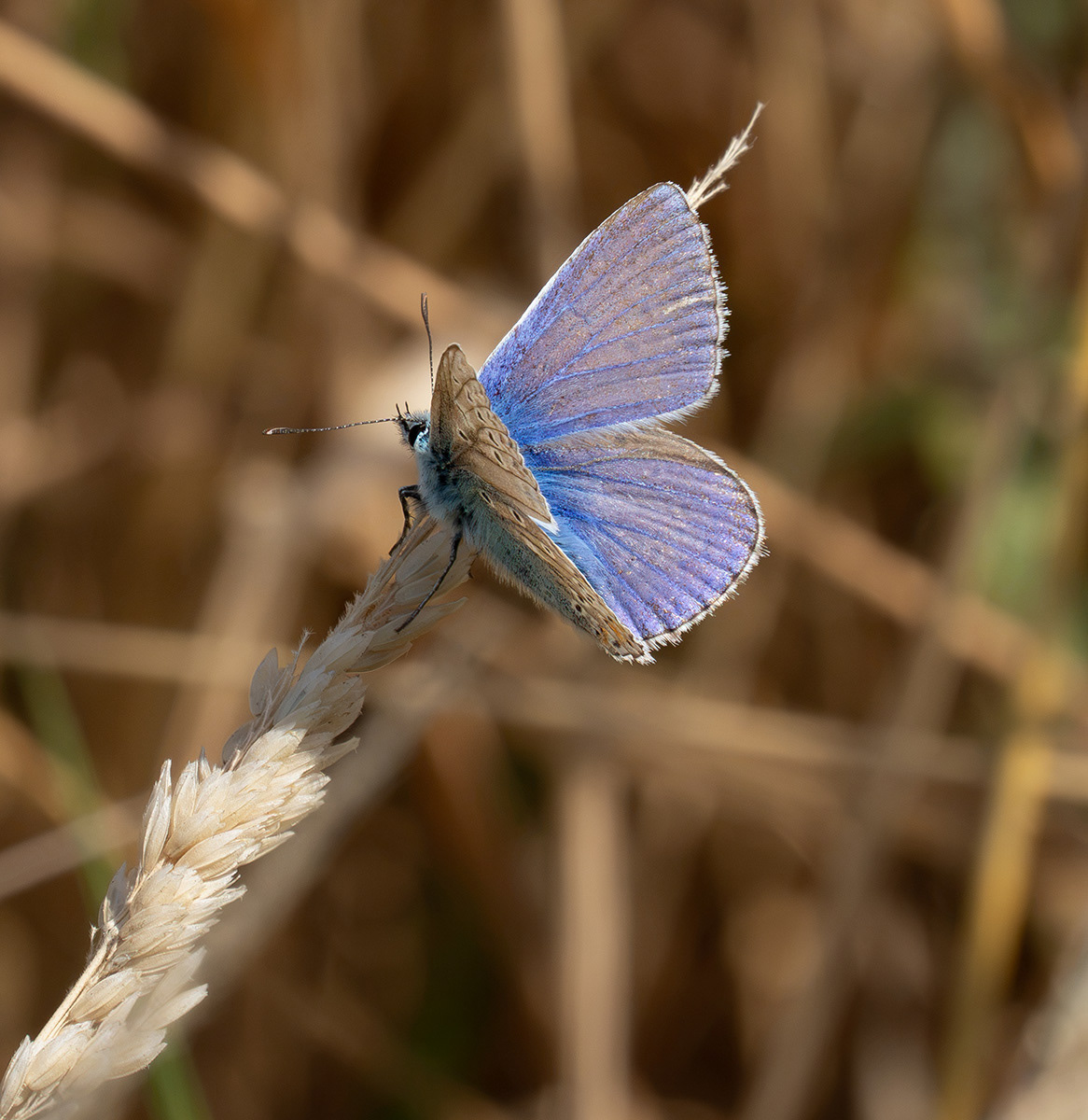 "Common Blue" by Monica Berry