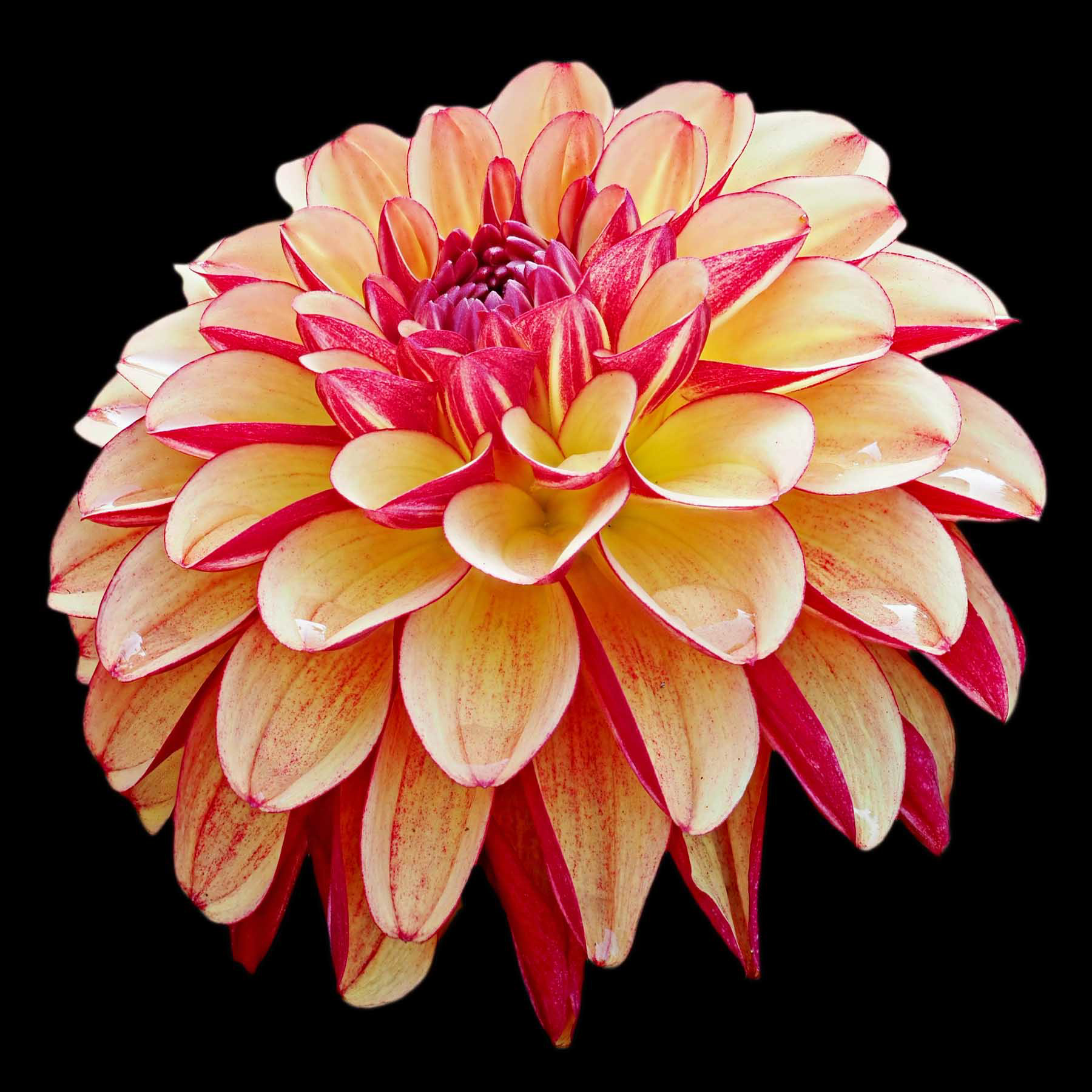 "Flower 6" by Viv Bowen