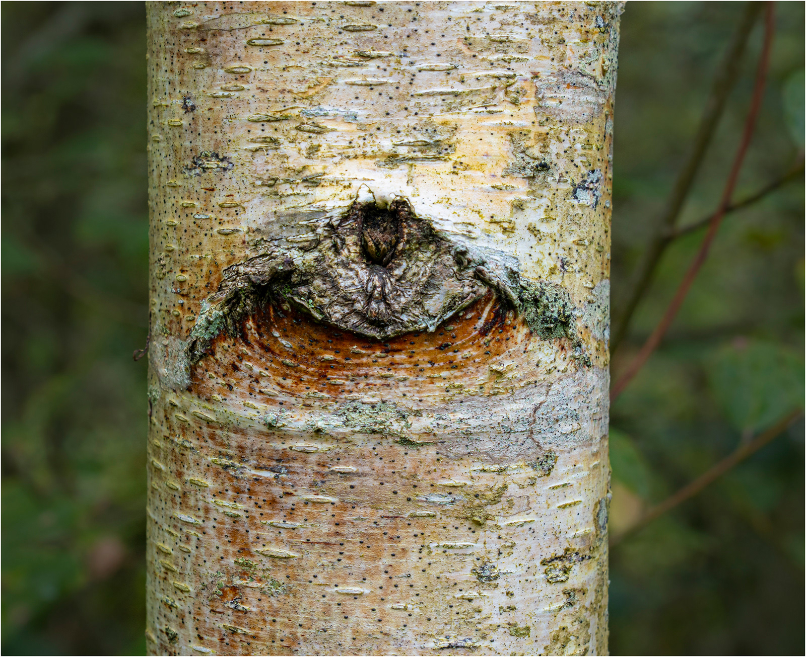 "Bark 2" by Viv Evans