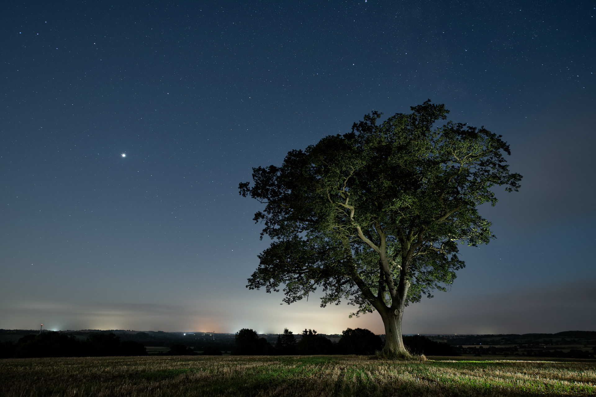 Jupiter and the Chicken Tree