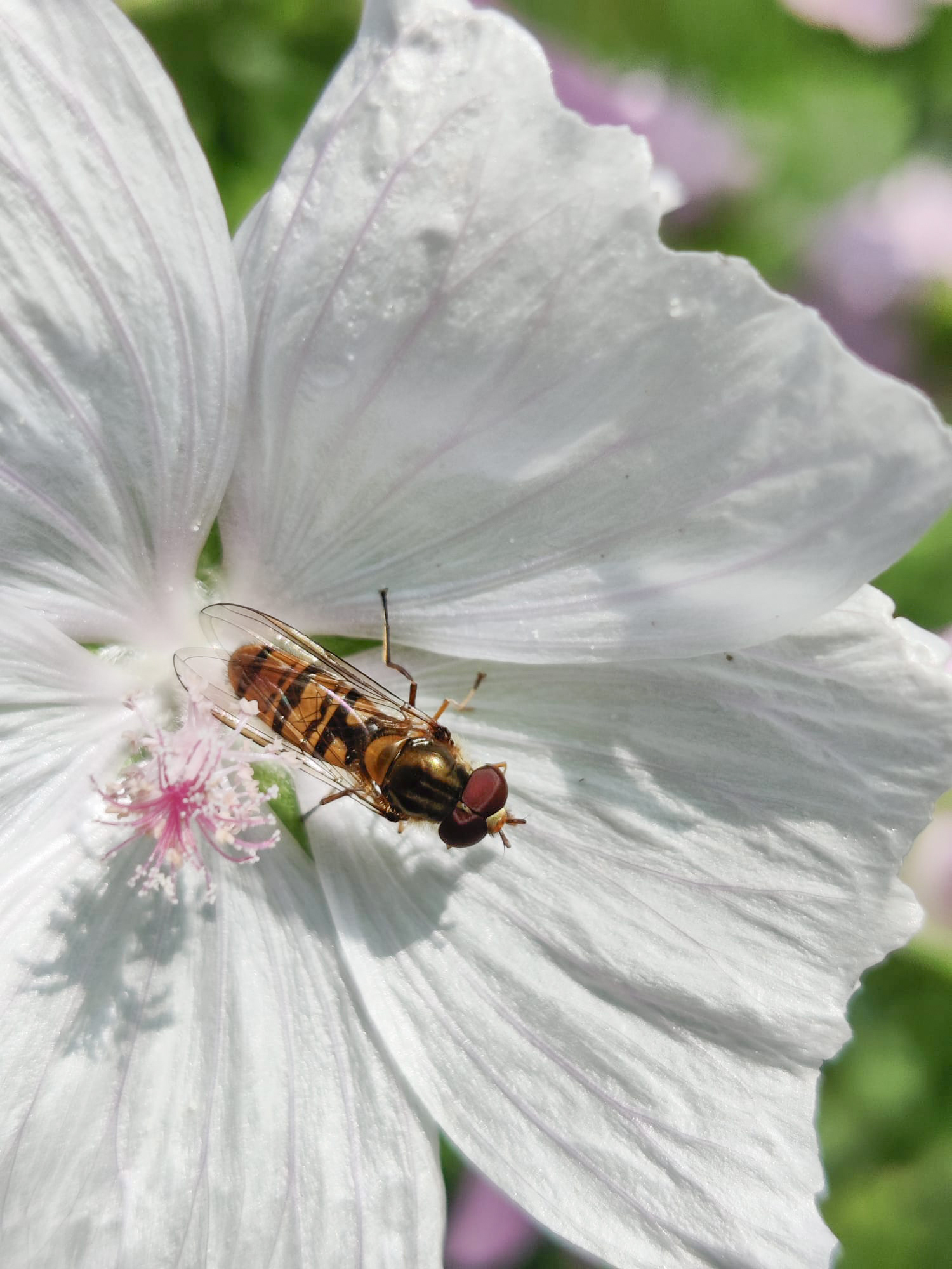 "Convolvulus with Hover Fly" by Hilary Harding