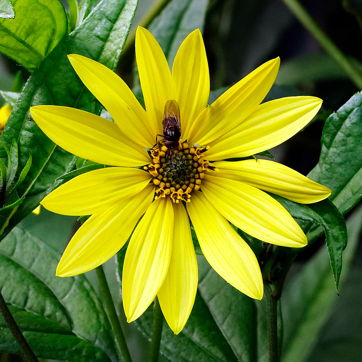 "Flower" by Chris Haines