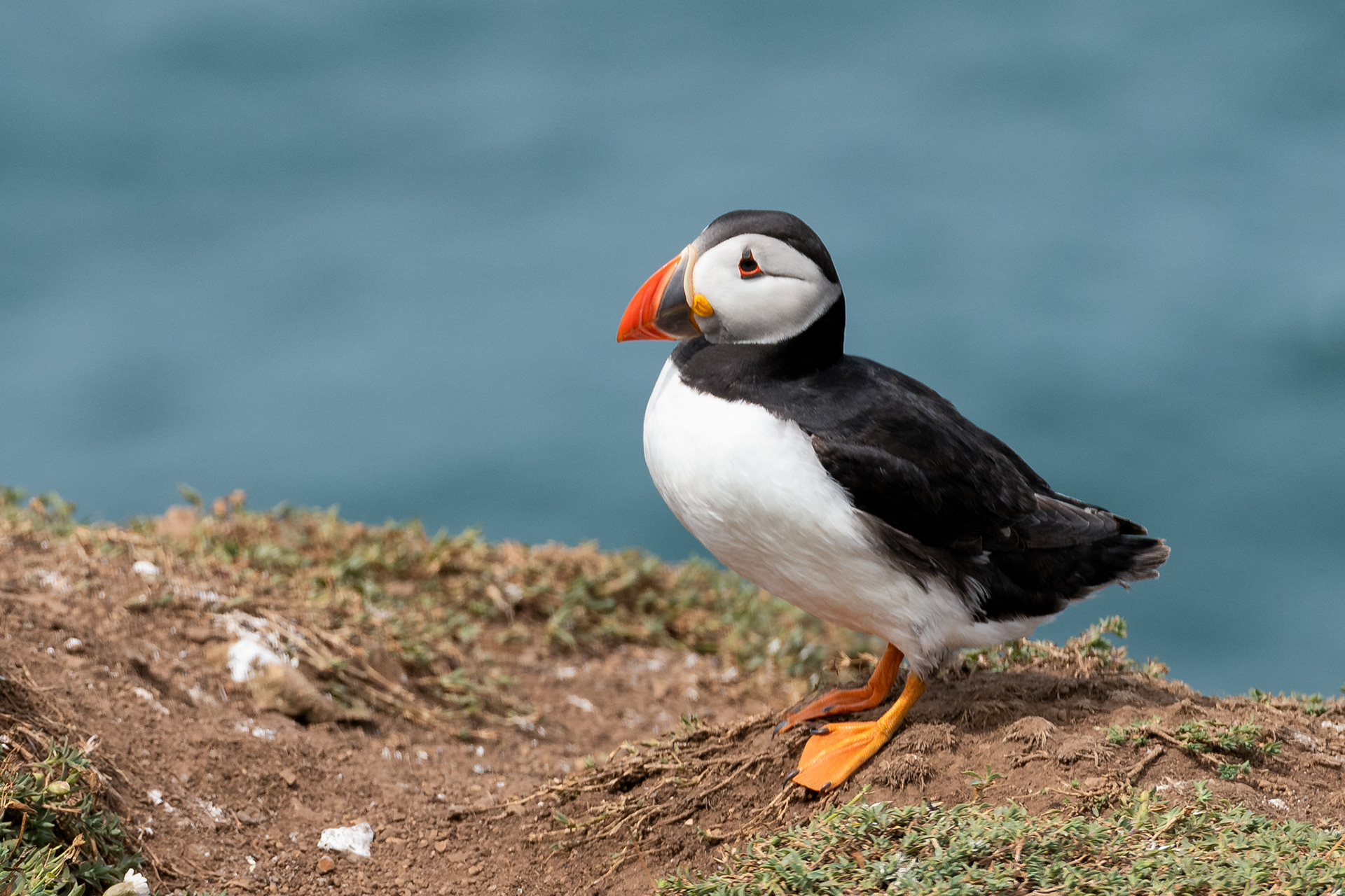 Skomer Island Puffin