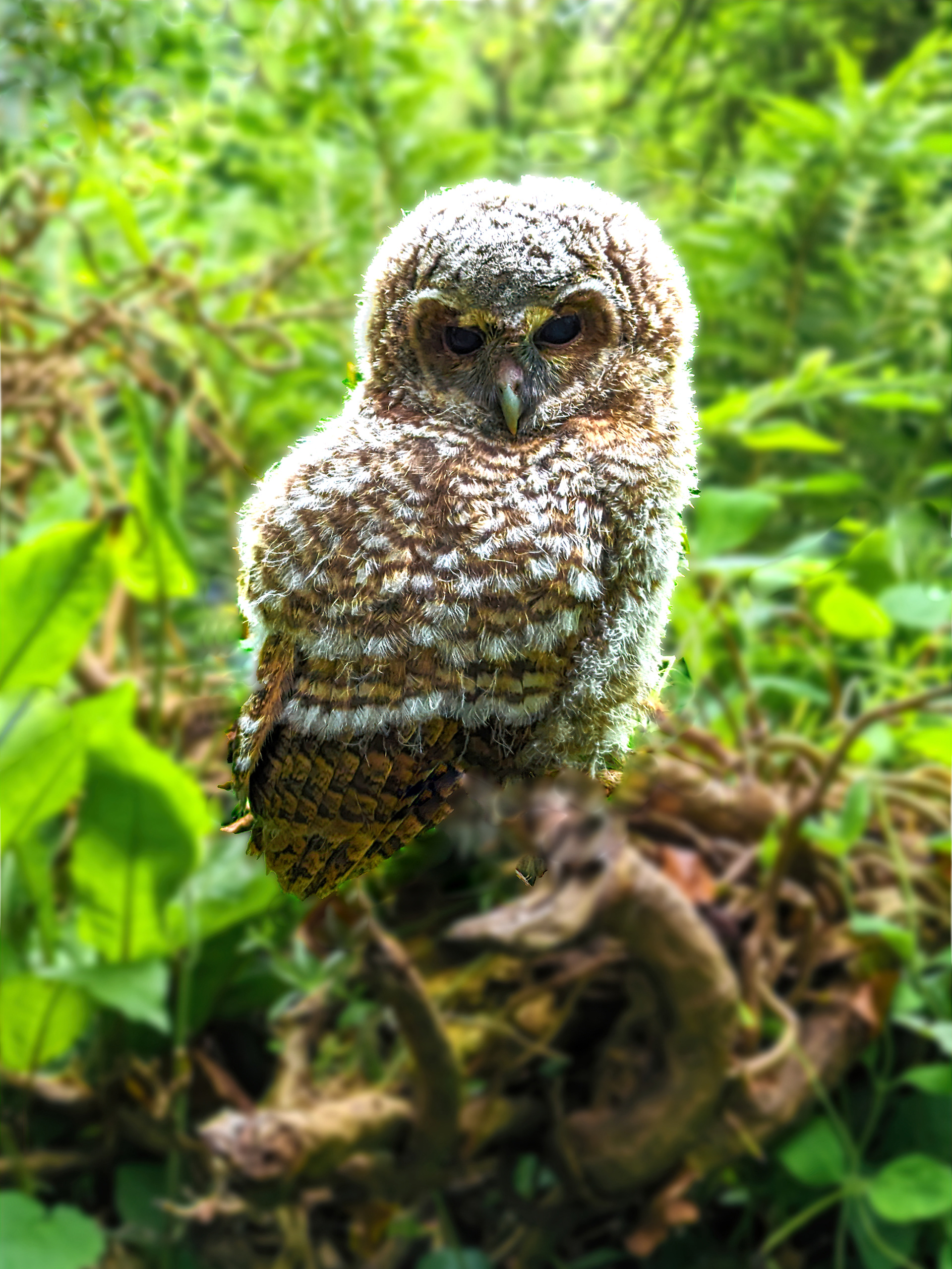 "Baby Tawny Owl" by Mike Jones