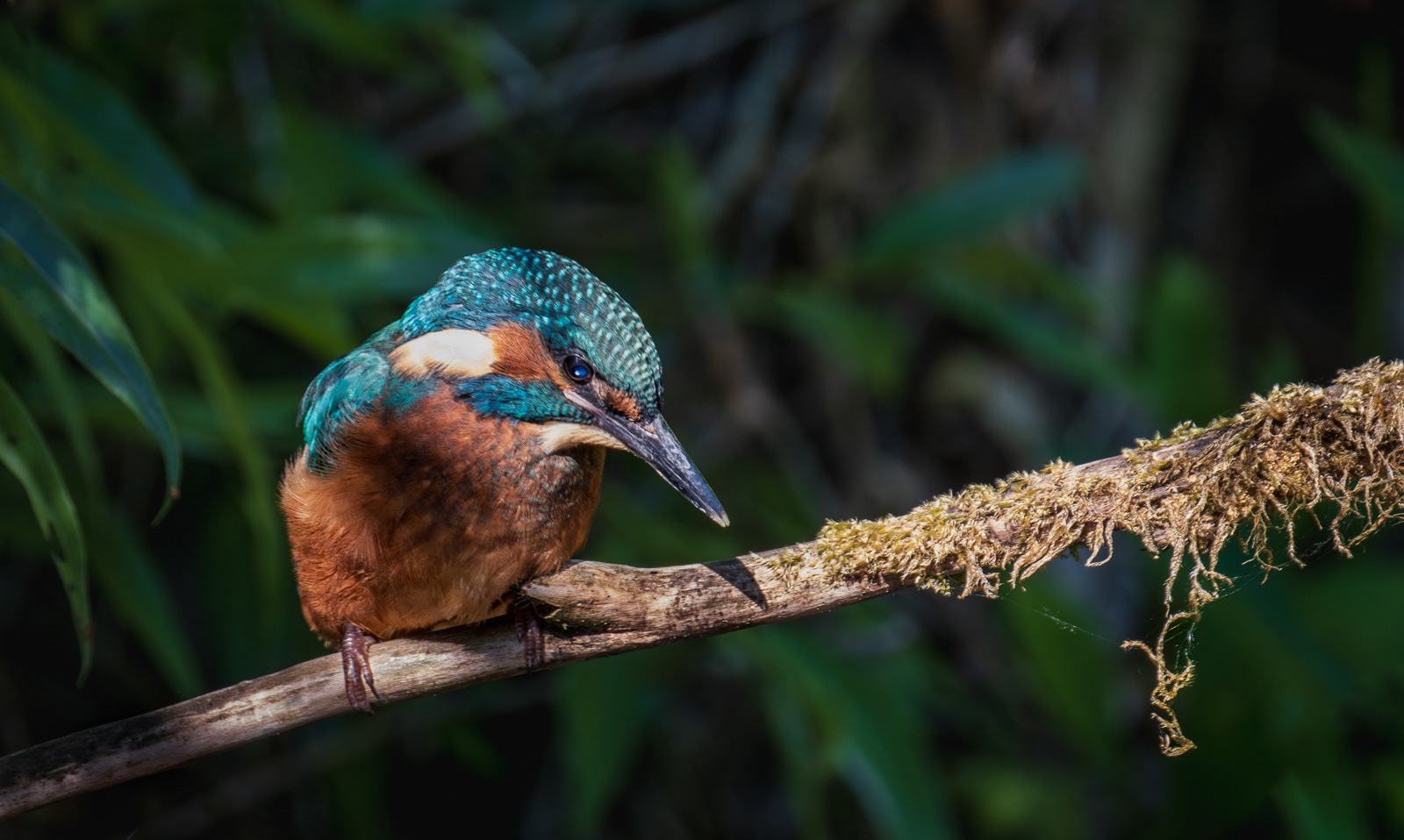"Fledgling" by Ray Bethell